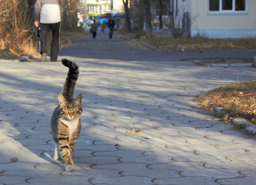 Densa - Bezdomnyy brodyaga