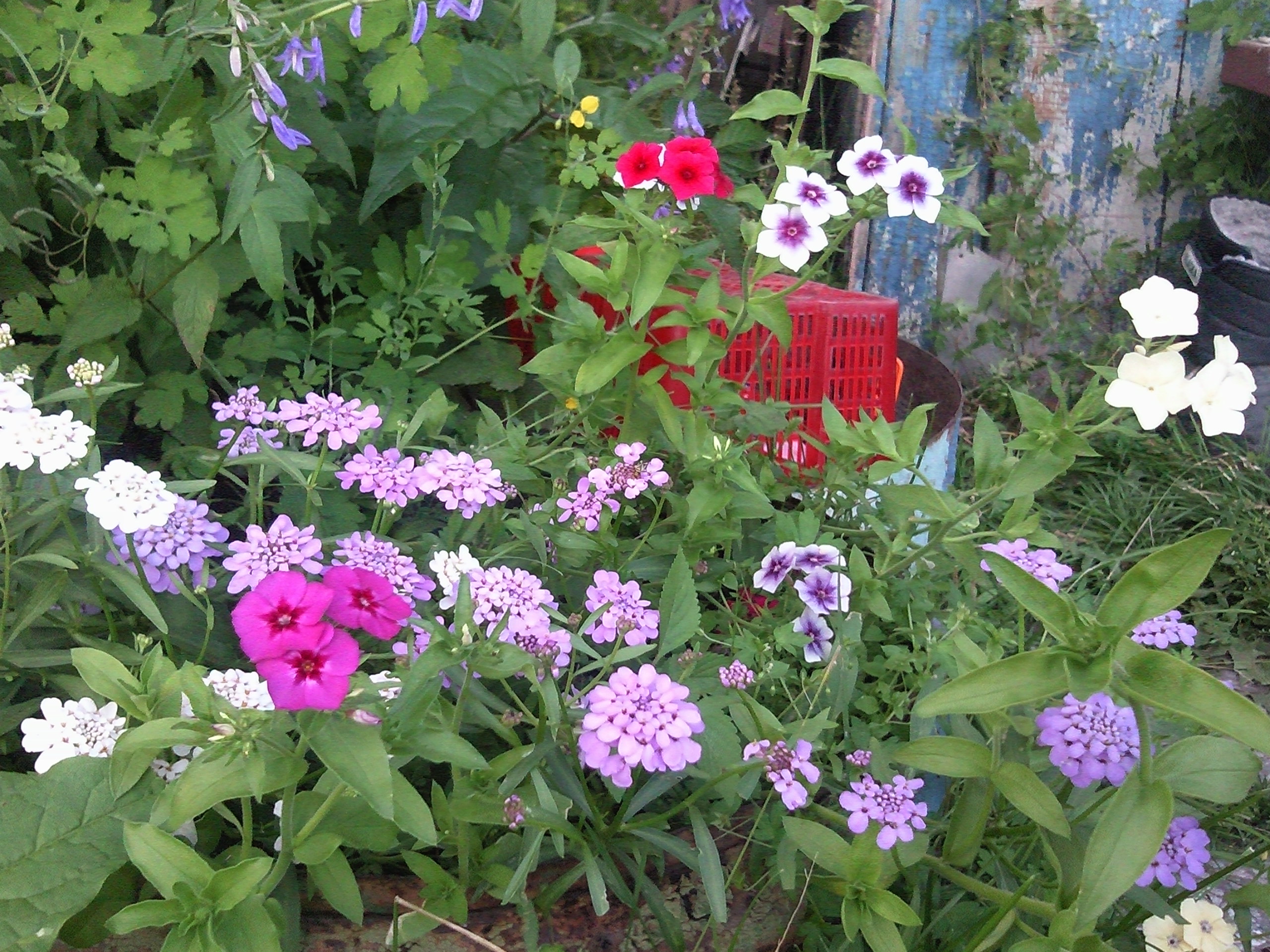 Цвяточки 2010