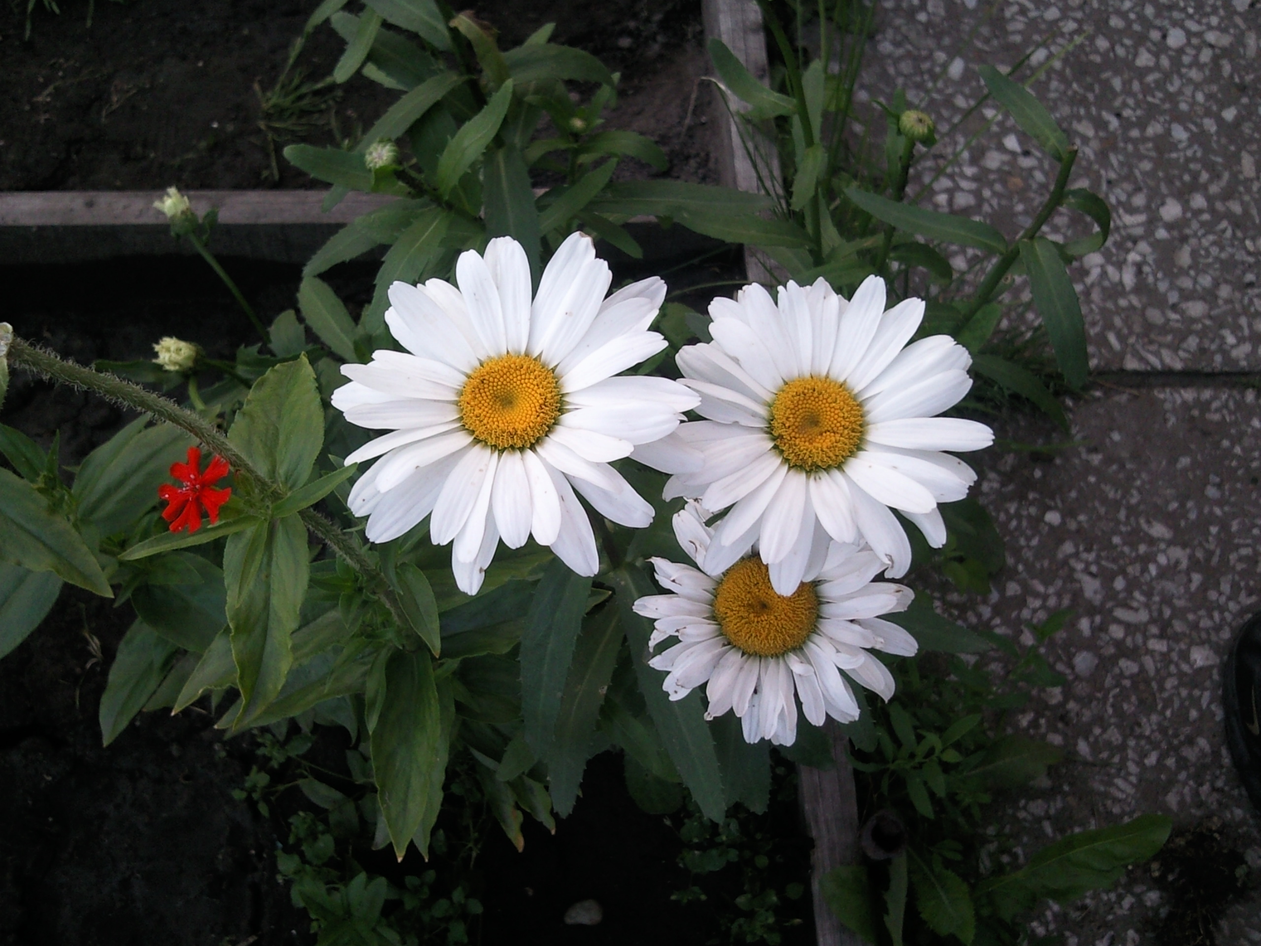 Цвяточки 2010