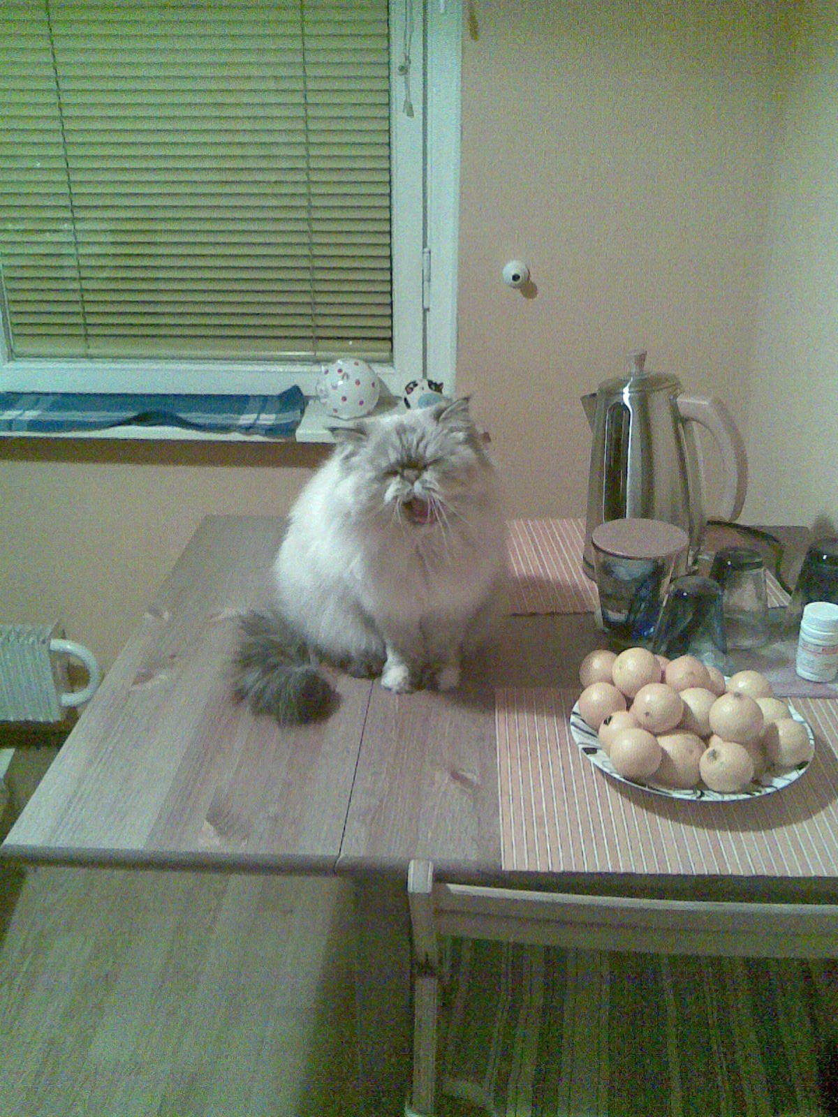 моя кошка
