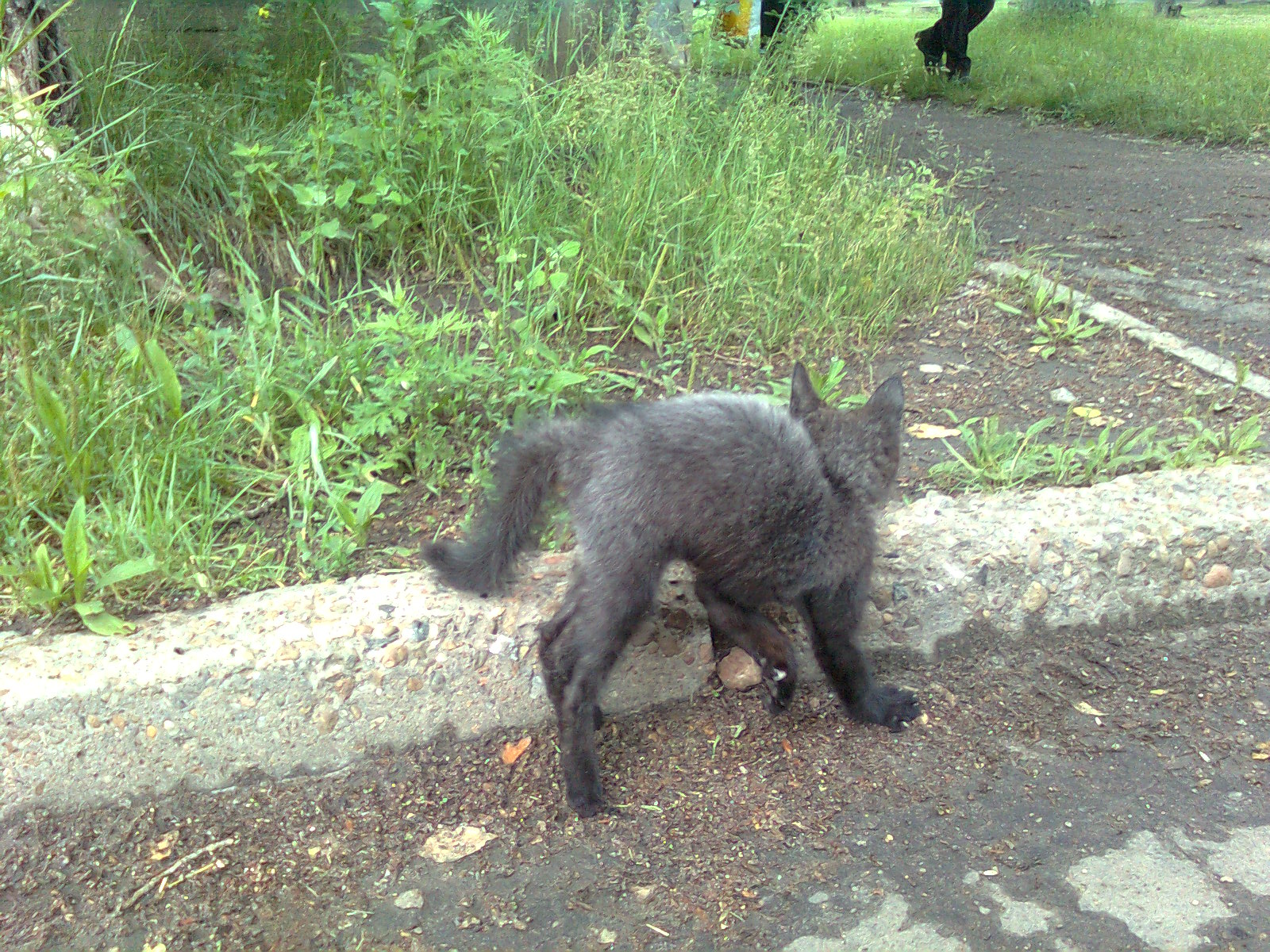 котенка два