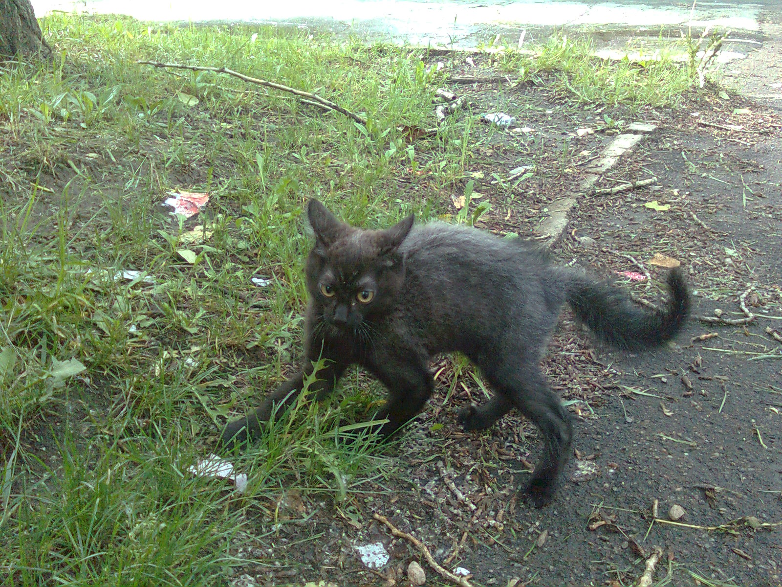 котенка три