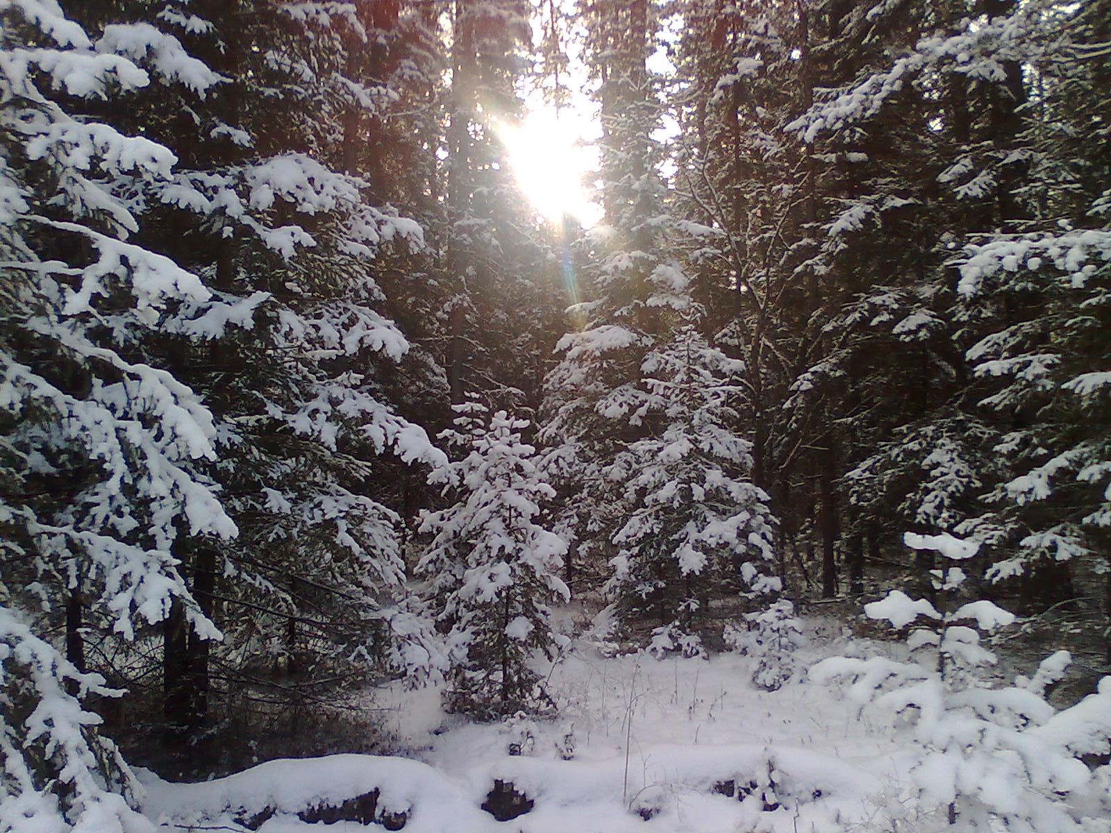 Елань (ноябрь)