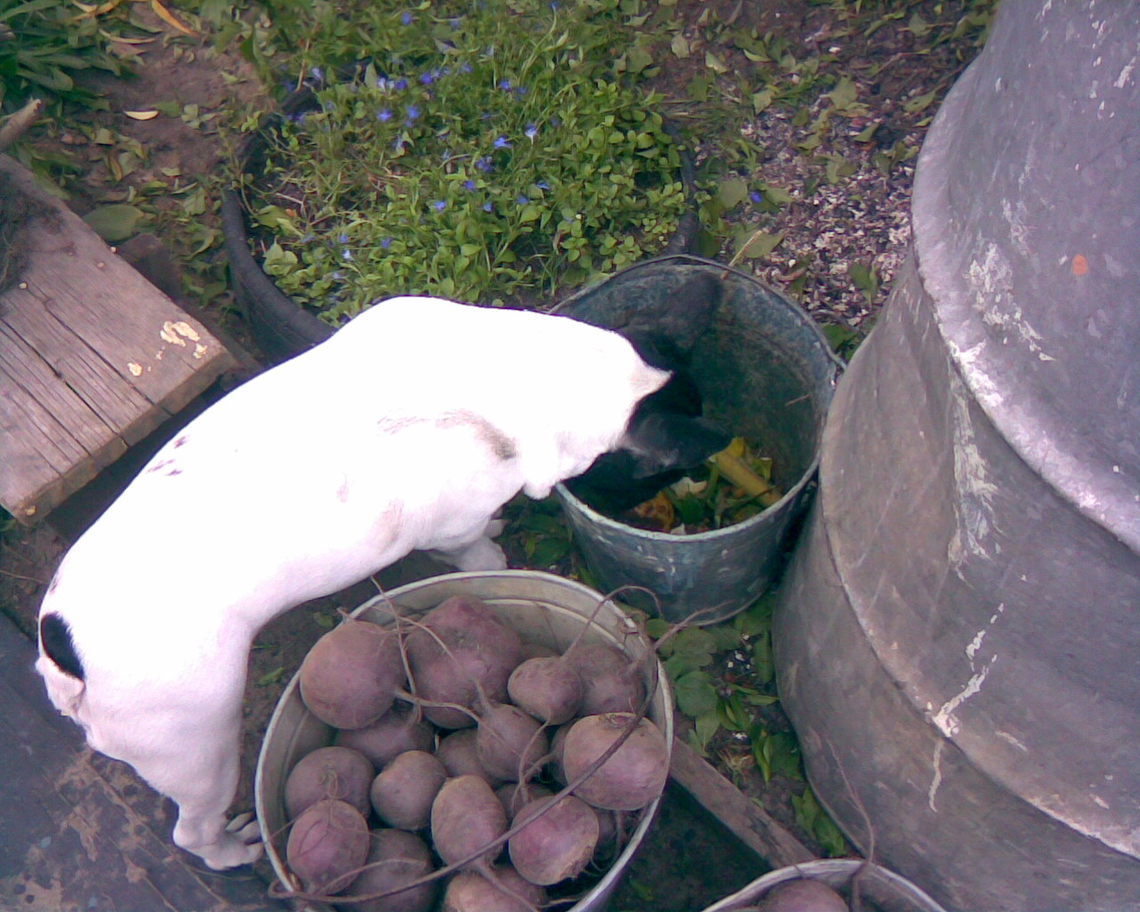 Где моя еда?