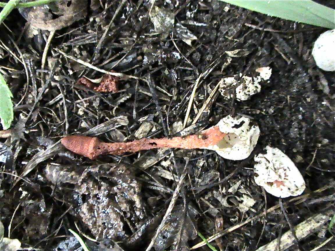 эволюция гриба-мутанта