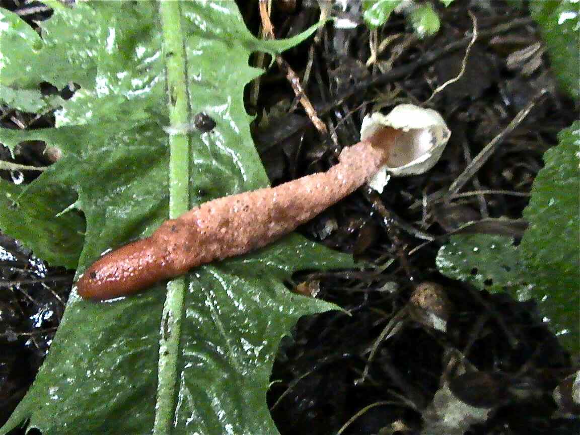 чужие -22. день триффидов