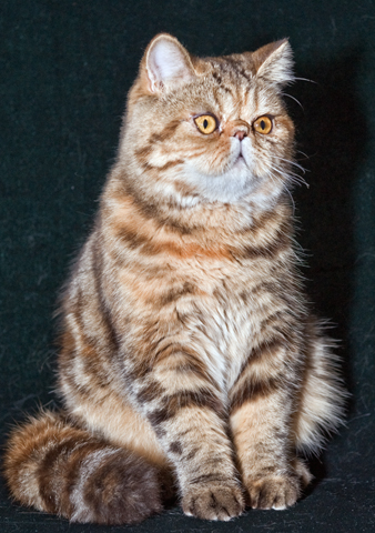 Harizma Anhante Anabel