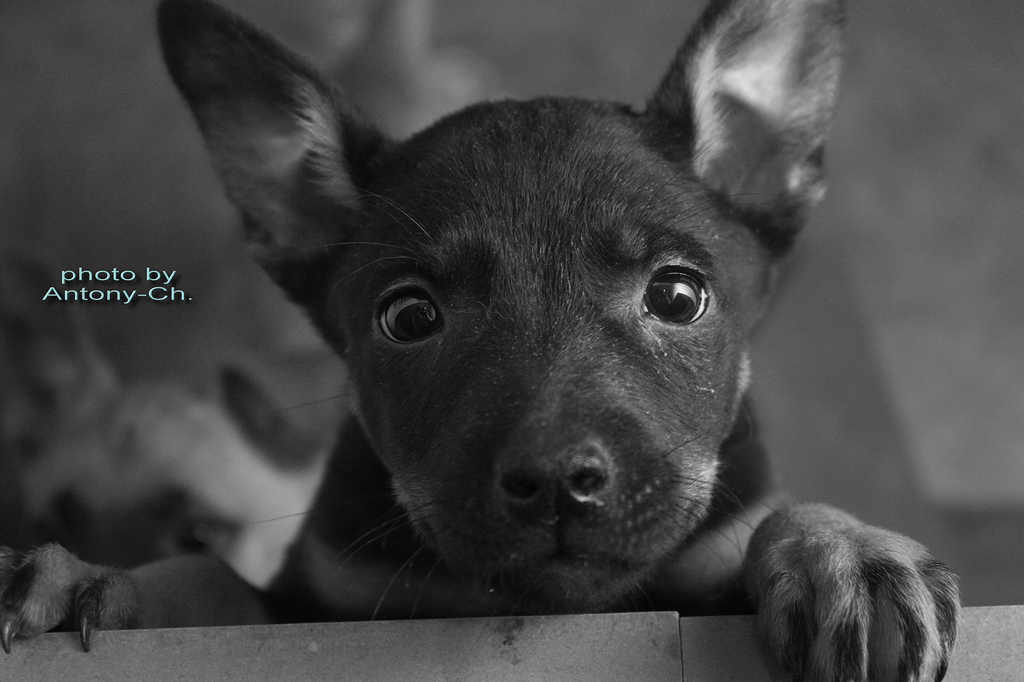 Help me - банер для приюта  животных