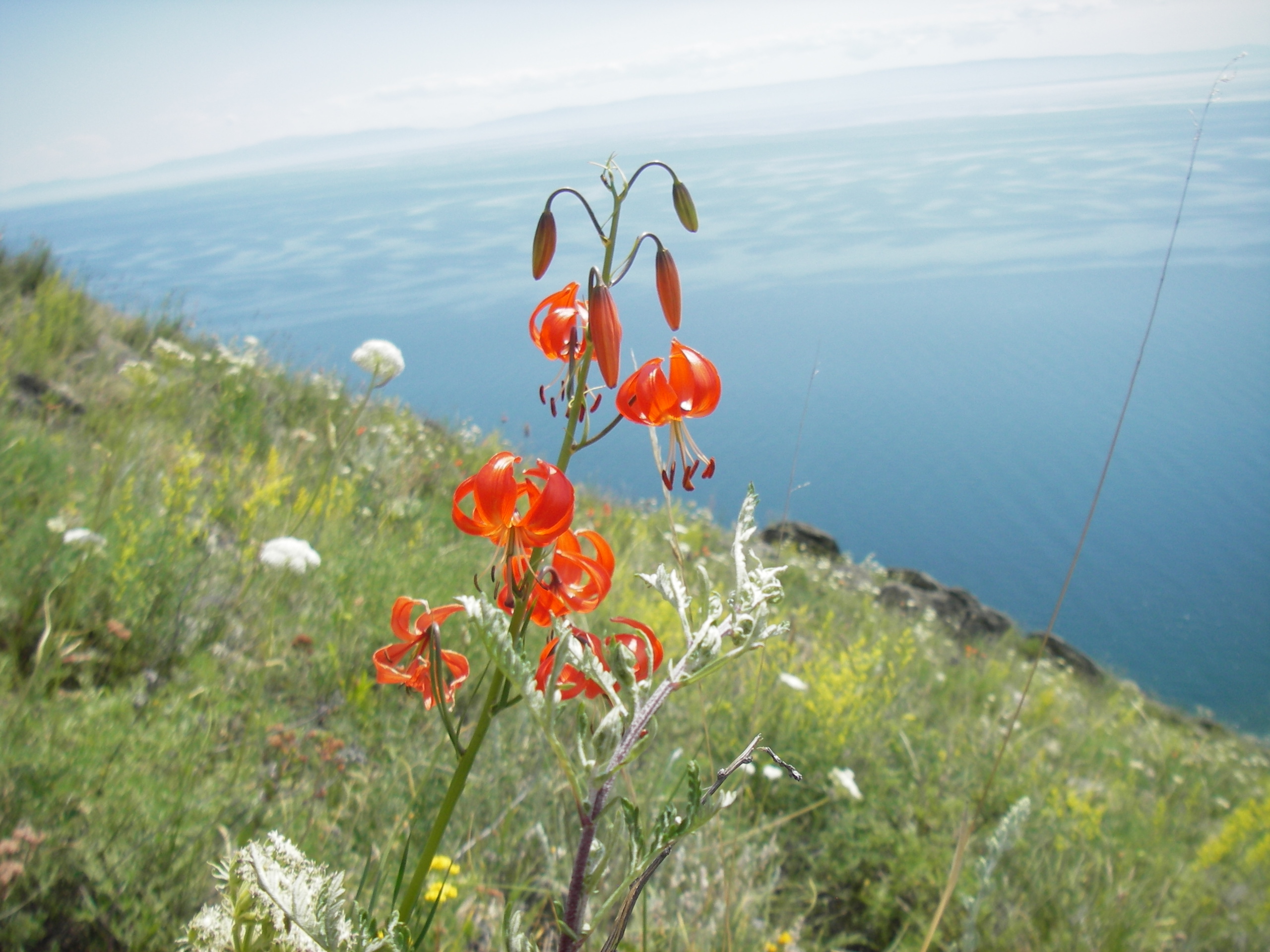 Лилия байкальская