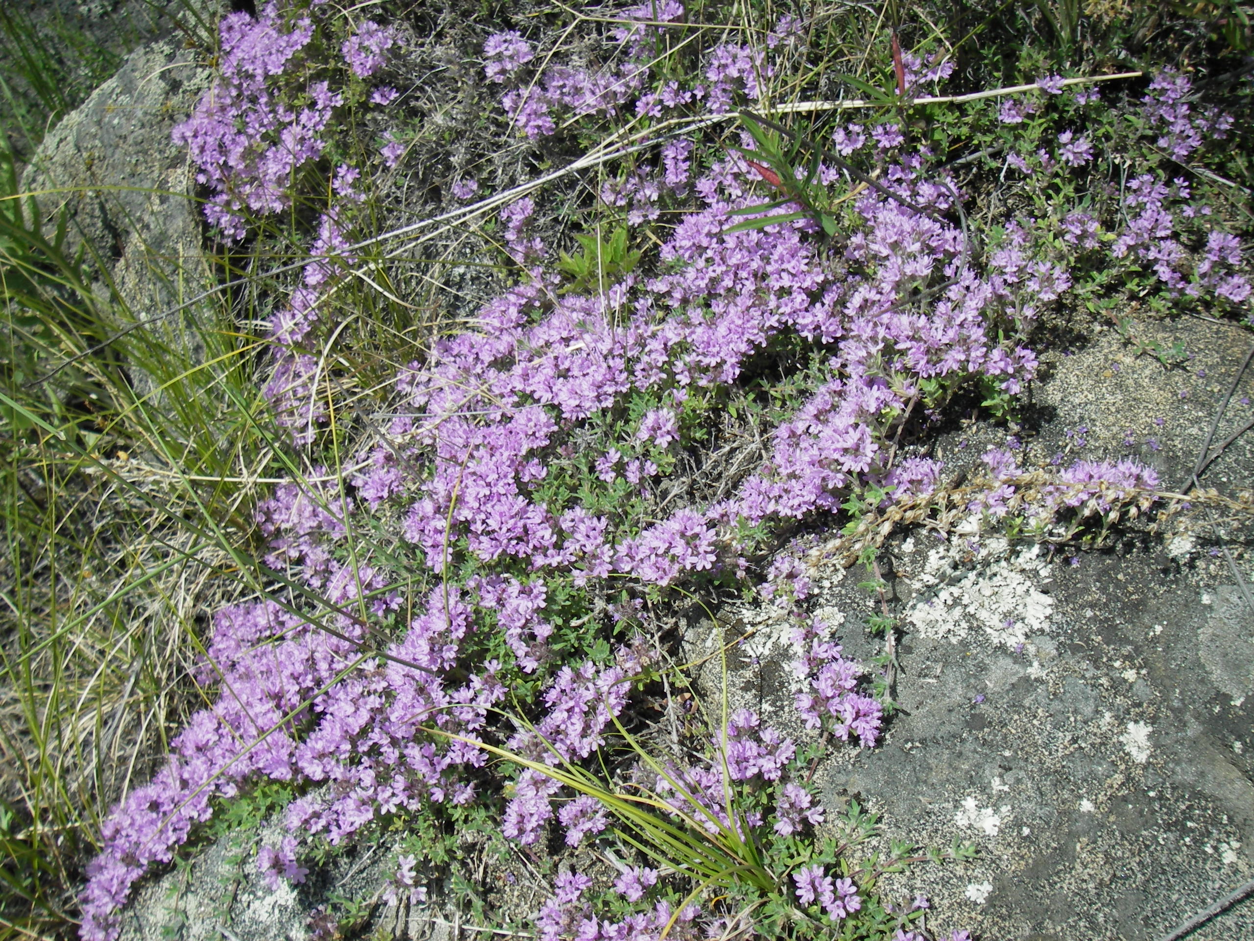 Нежный скальник