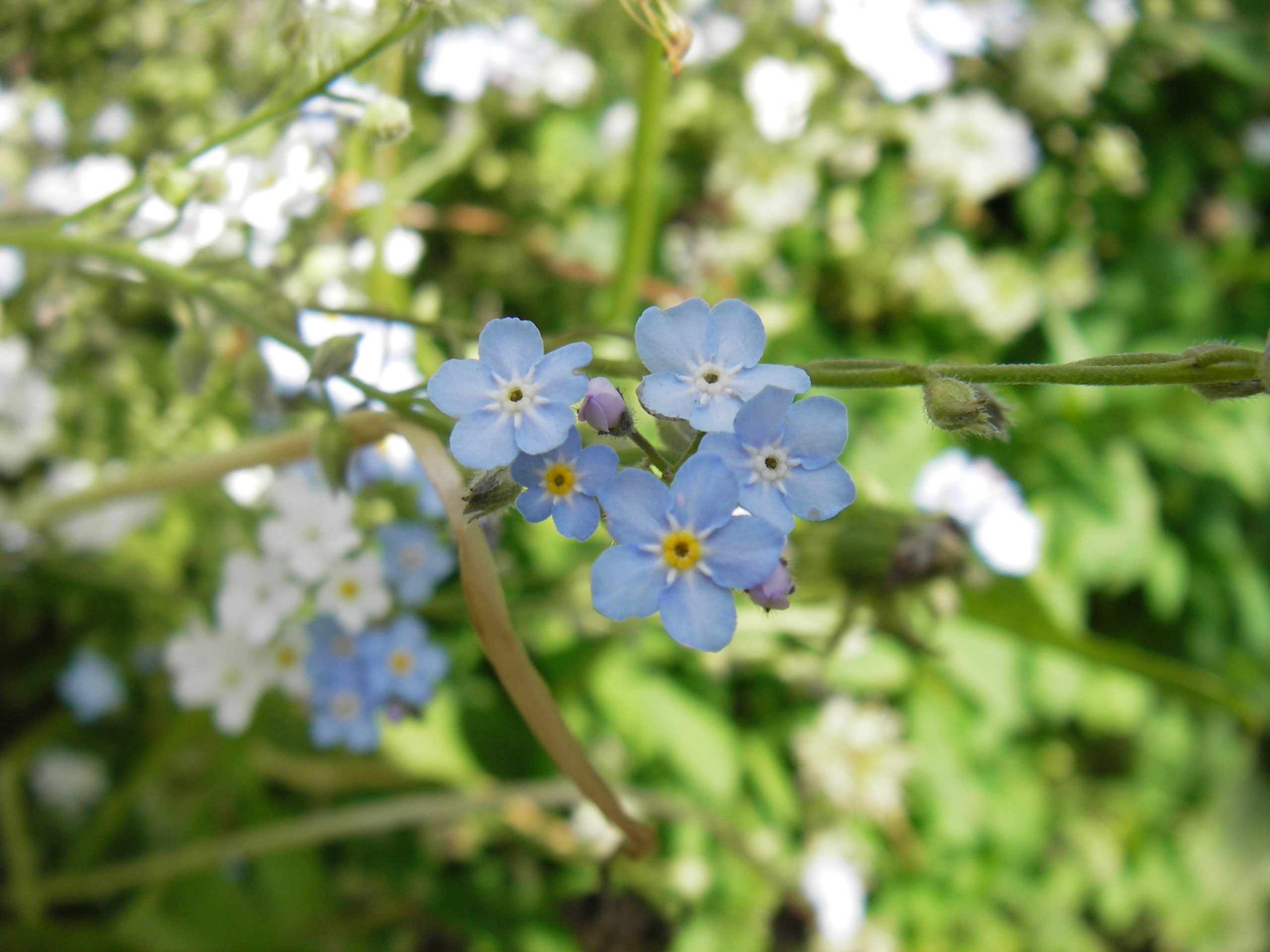 Кто-то нежно-голубой