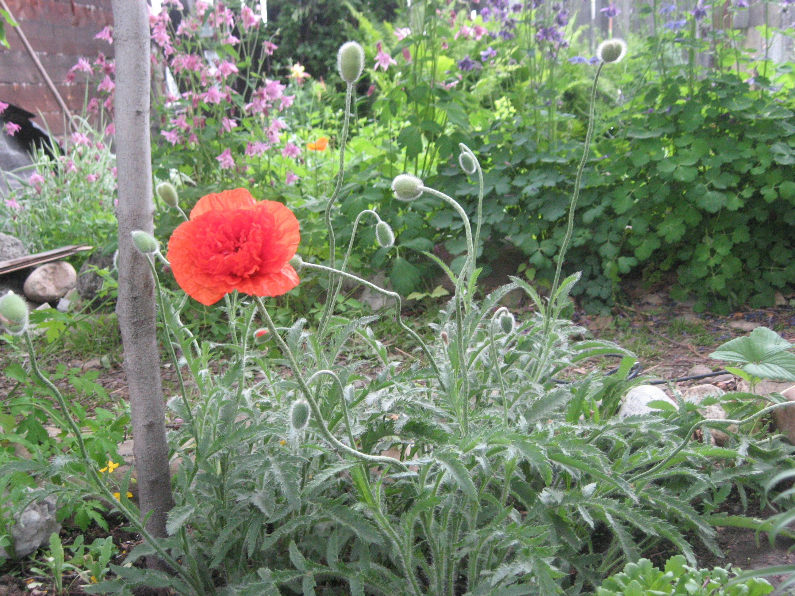 Аленький цветочек