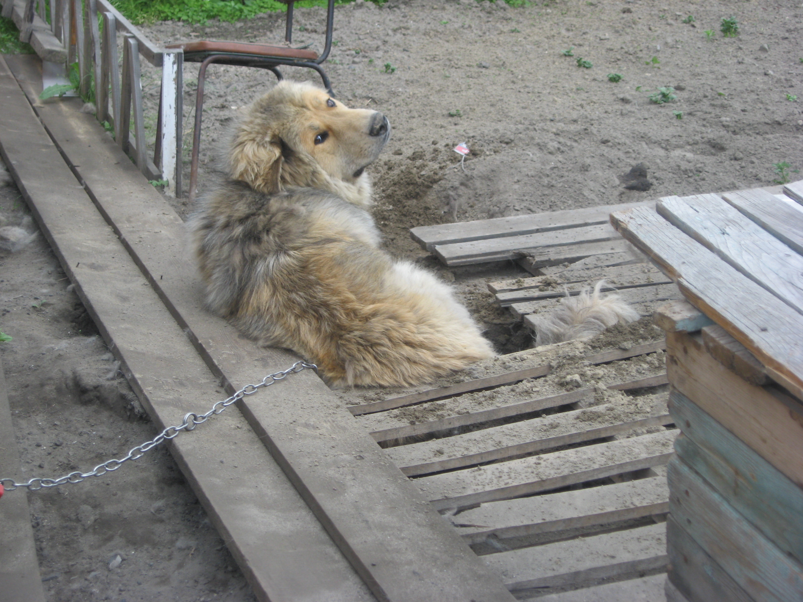 Соседский пёсик, стерегущий покой Издевателя