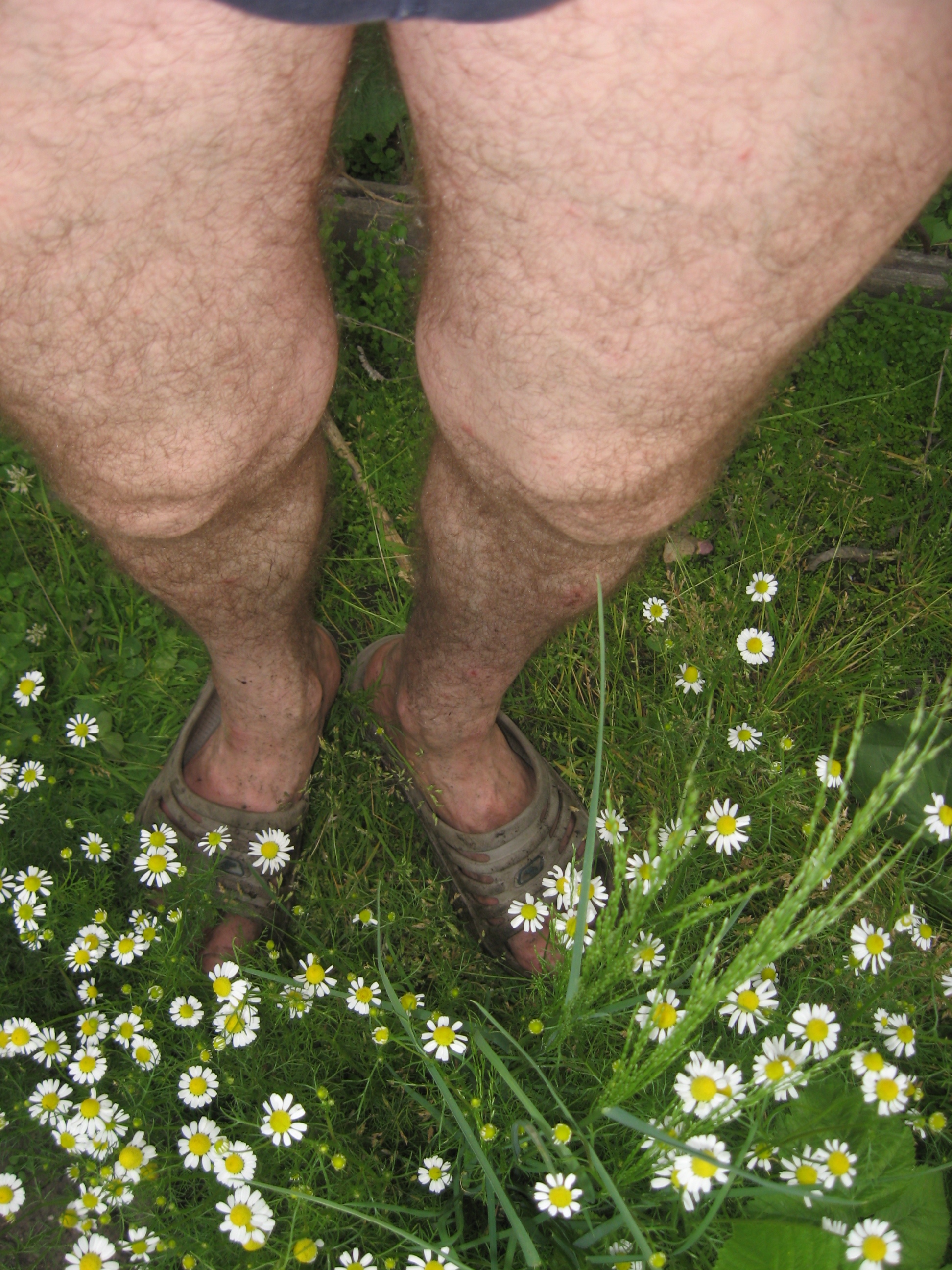 Натруженные ноги Издевателя, коие попирают ромашку