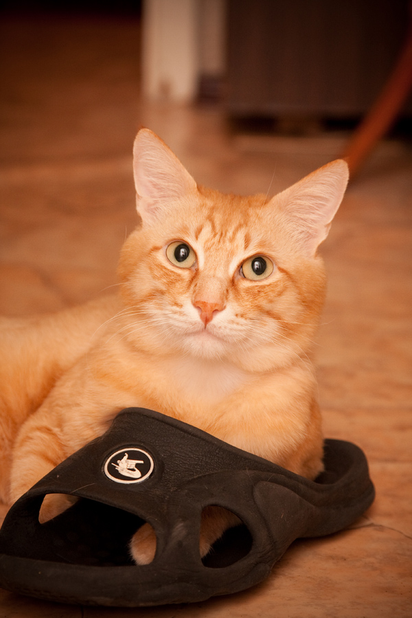 Любитель тапочков =)