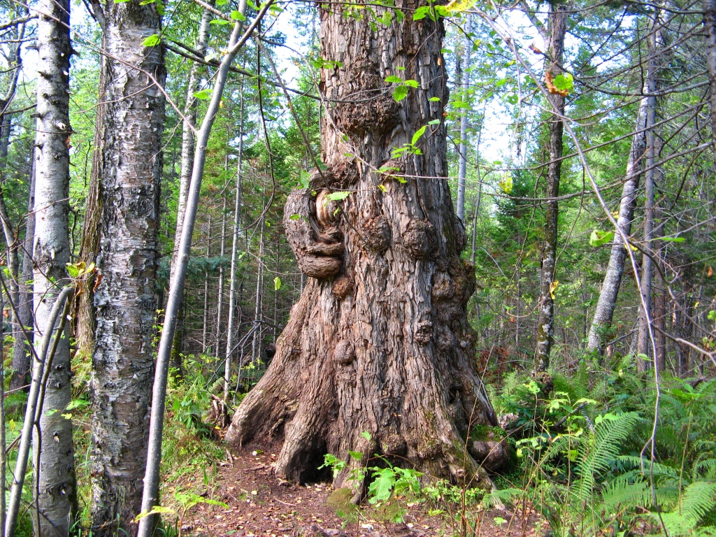 СИБИРСКИЙ БАОБАБ (тополь)