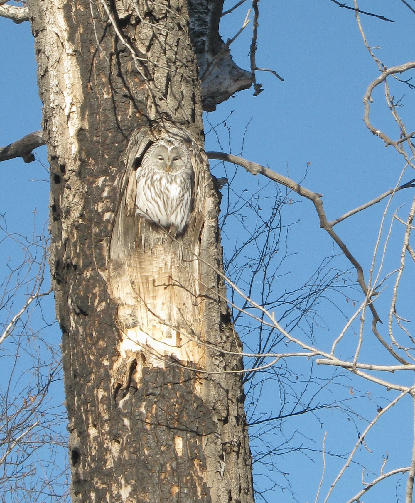 Еловская сова