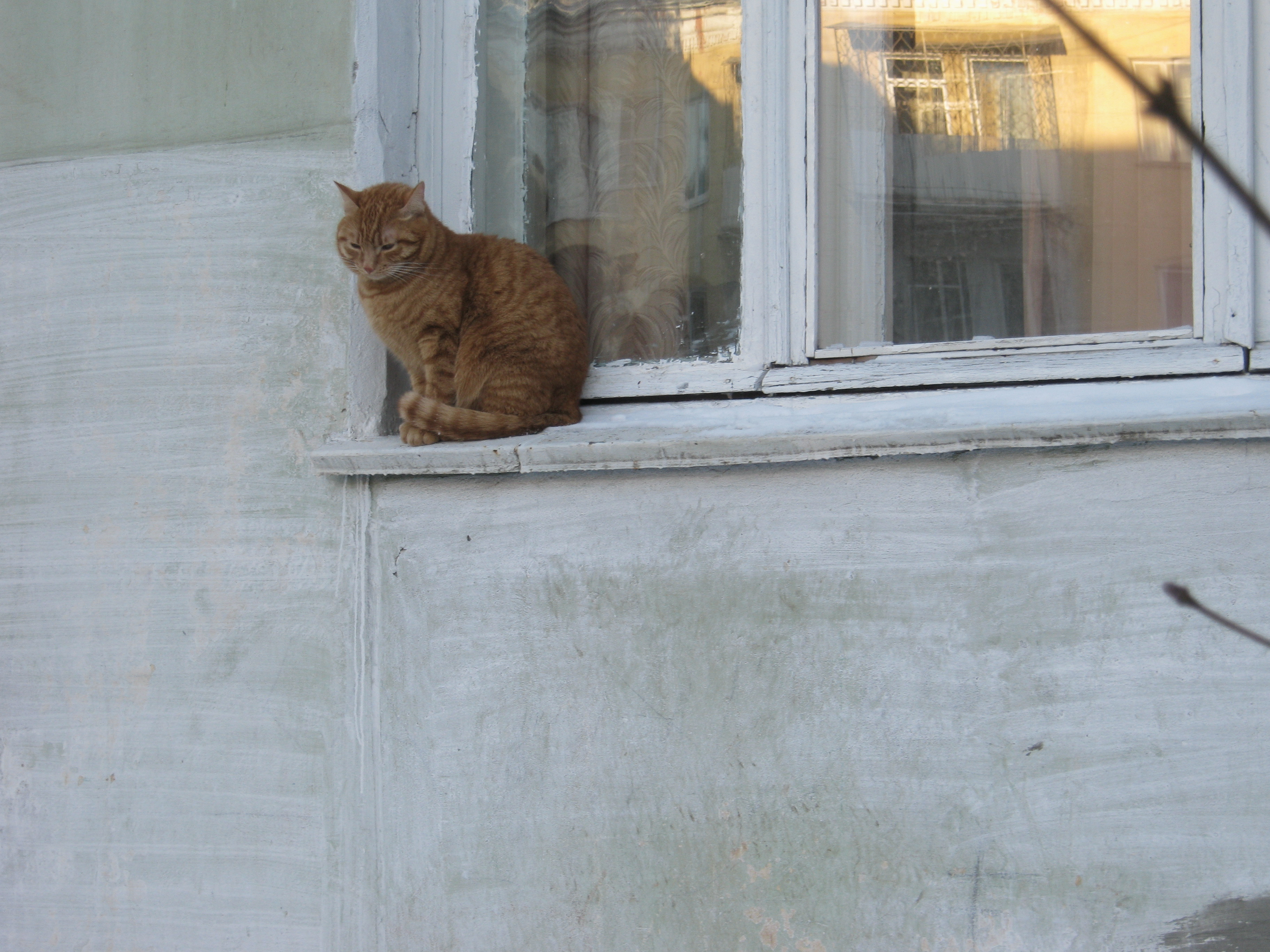 Кошечка на окошечке