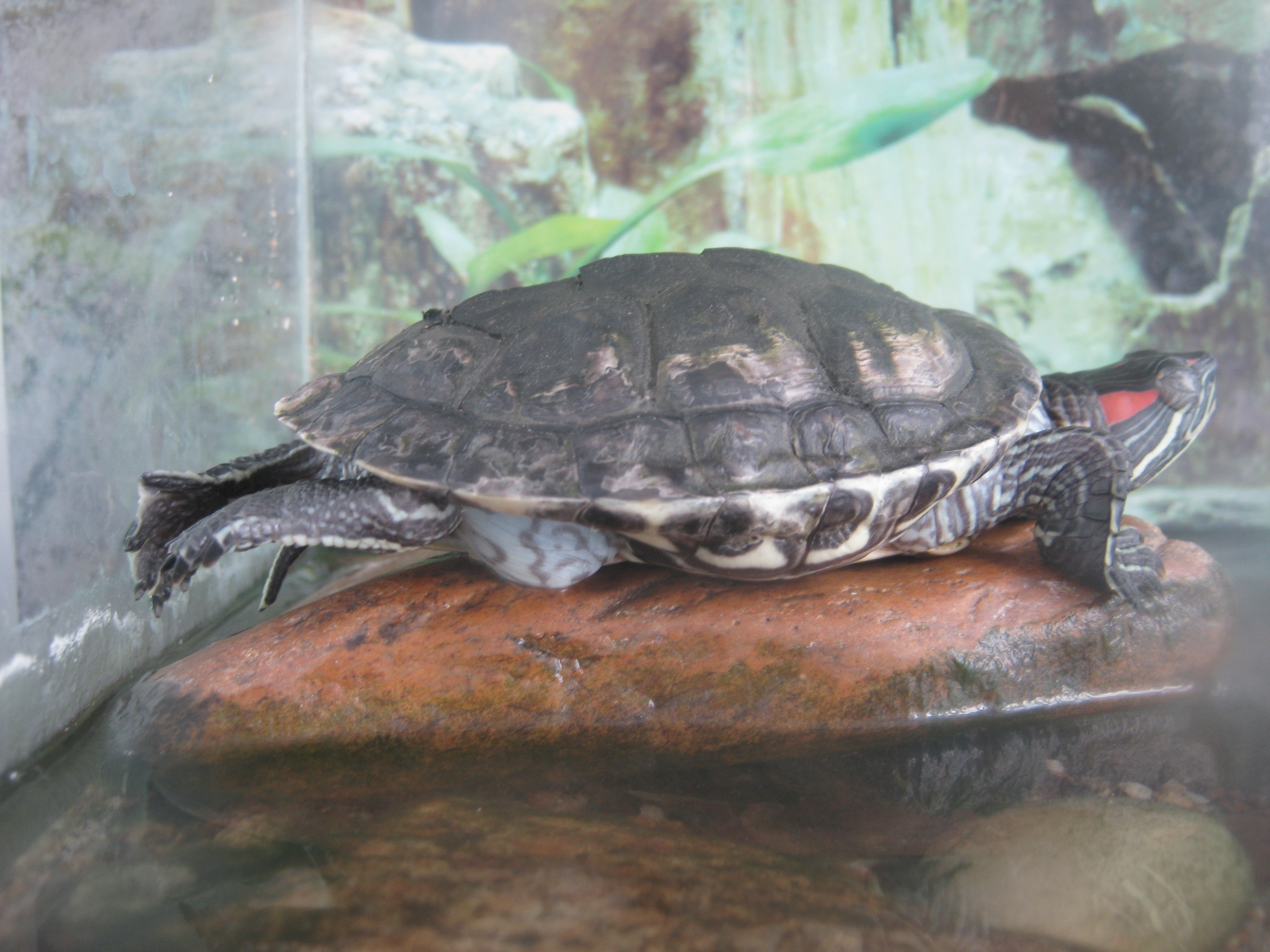 черепашья гимнастика