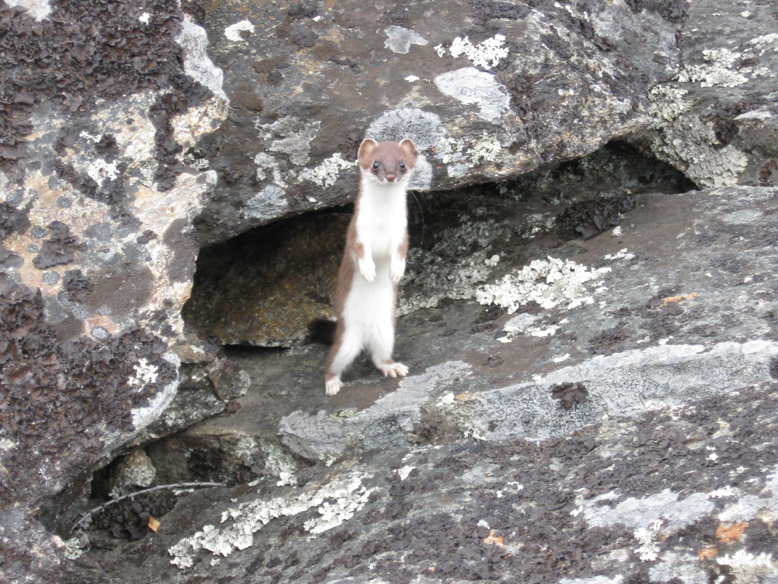 Горностай, еще шубку не сменил на зимнюю.