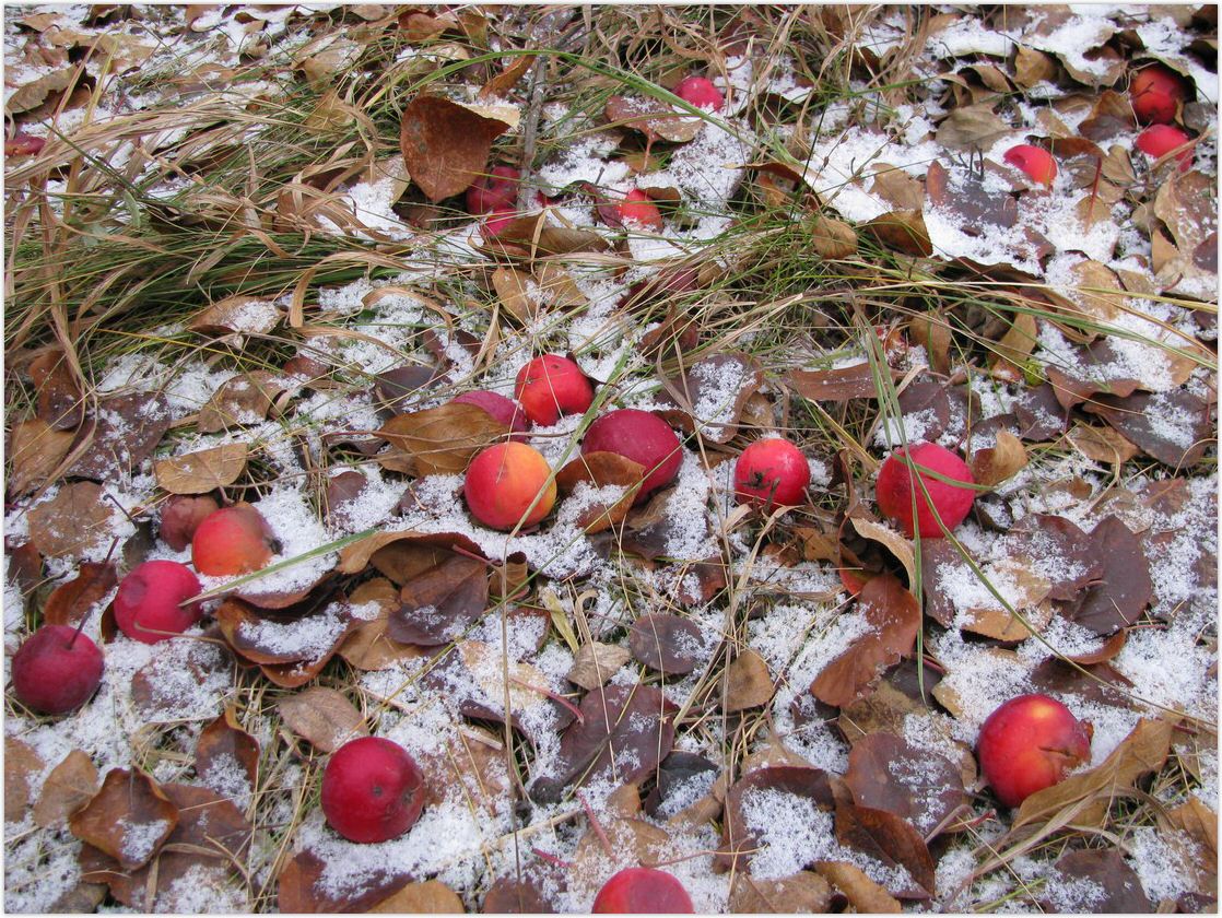 яблоки  на  снегу...