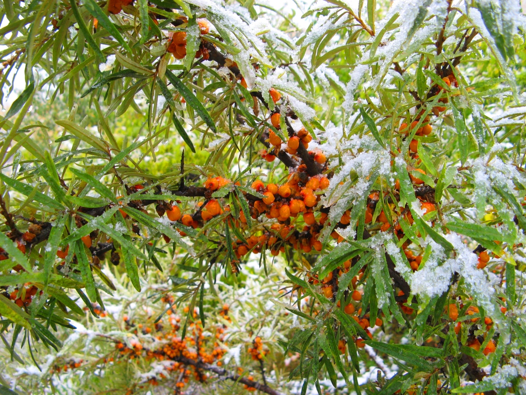 СНЕГ 25 СЕНТЯБРЯ  2010