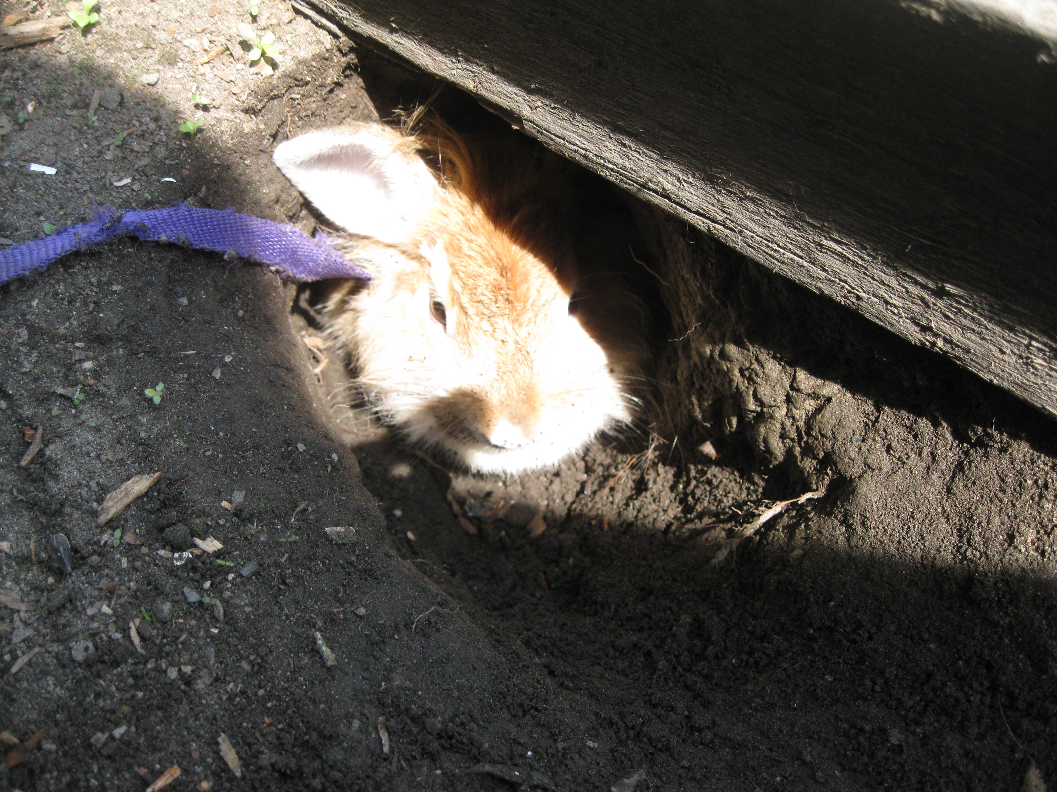 На даче под грядкой