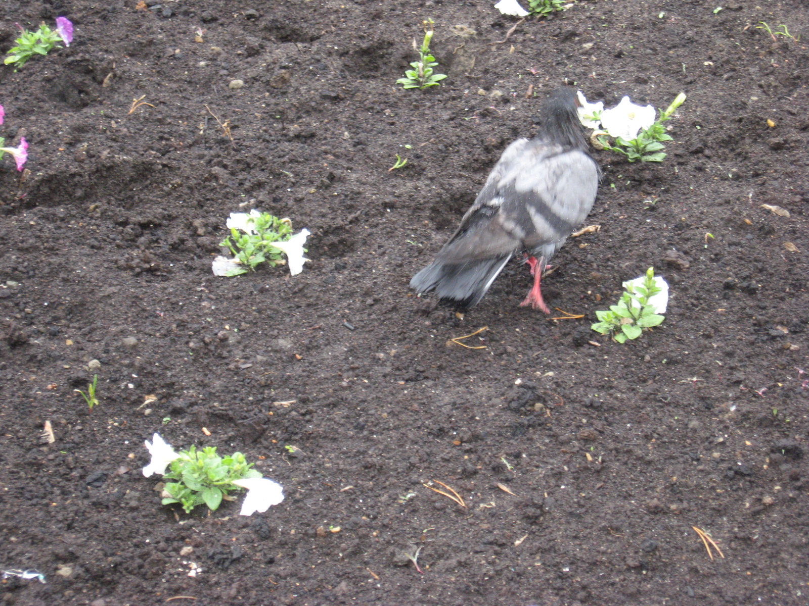Голупь, пажираюсчий мрачную петунию