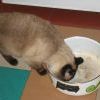 Издевательский кот, пожираюсчий бигус