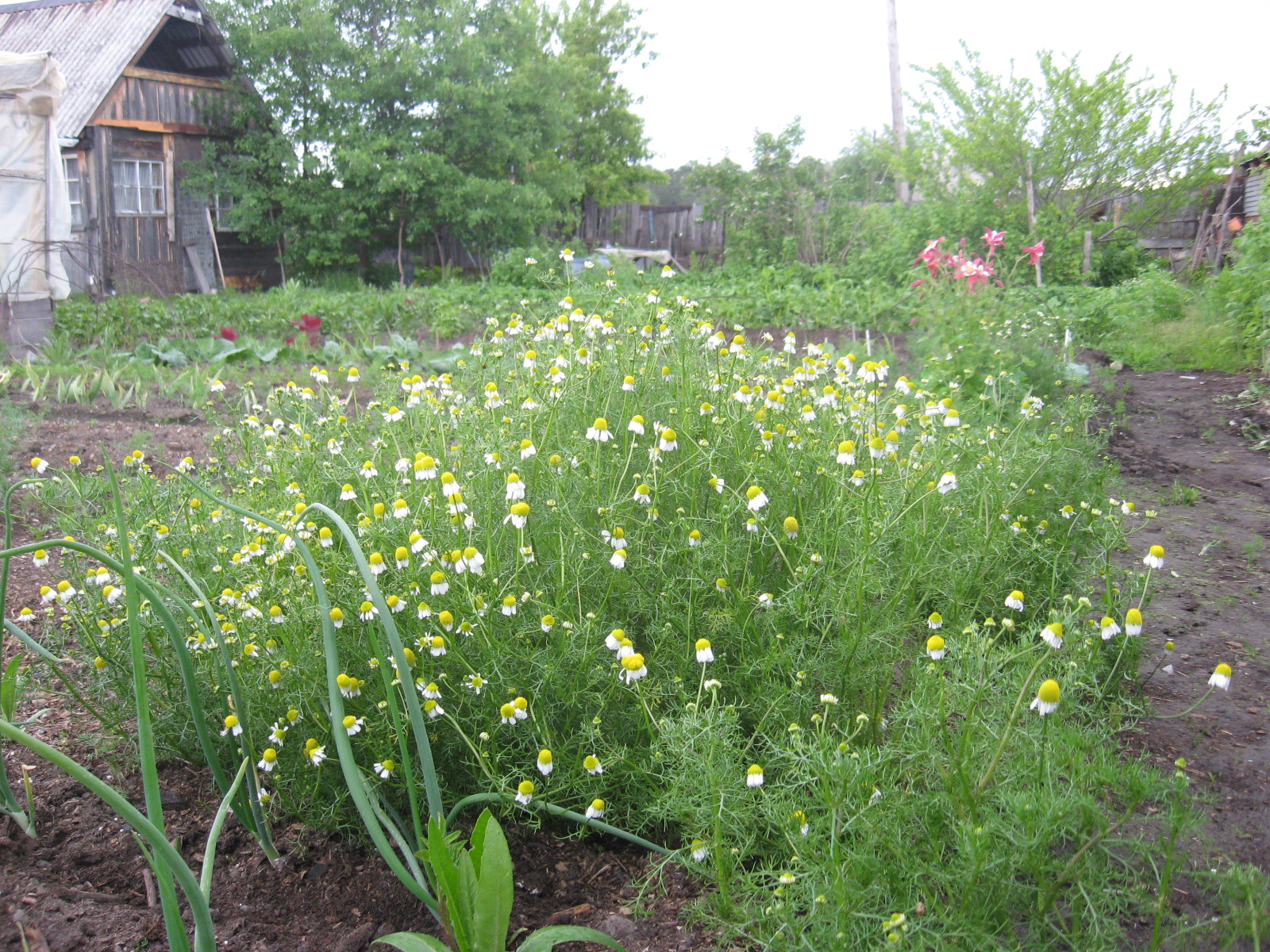 Аптечная ромашка, коей Издеватель врачуит сердечныи раны