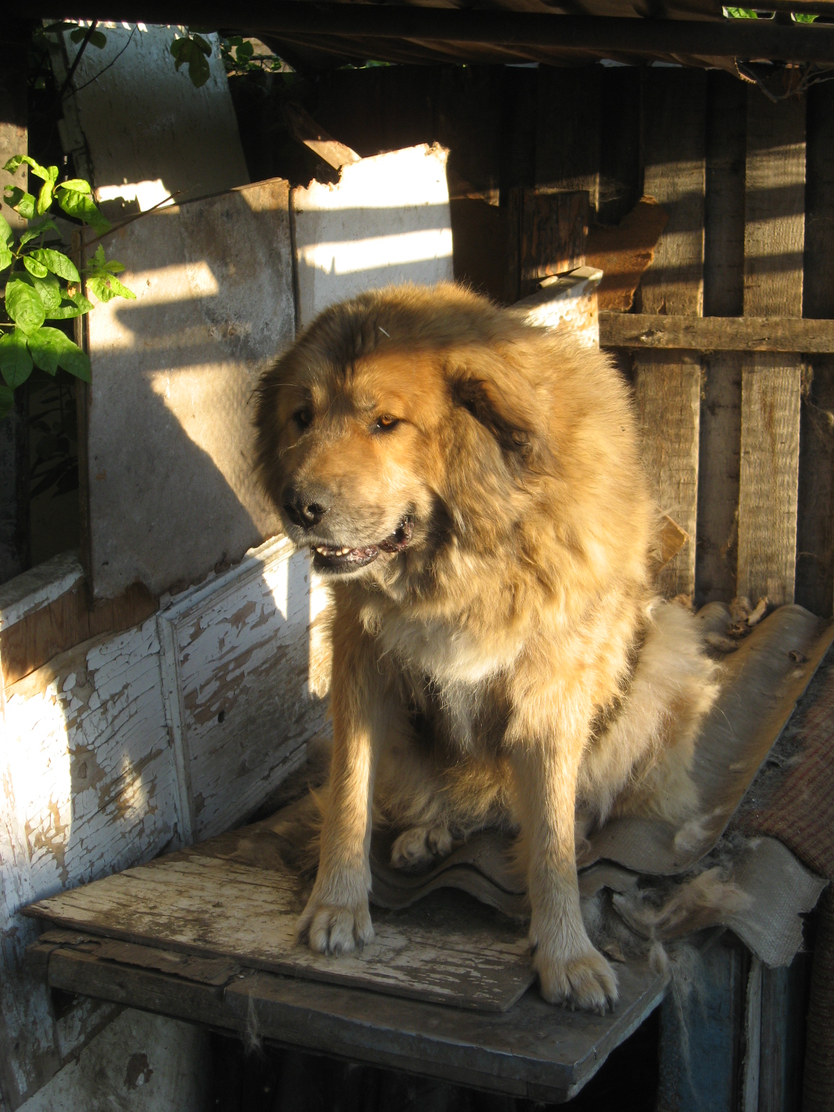 Добрая сасецкая сабака, коия позируит Издевателю
