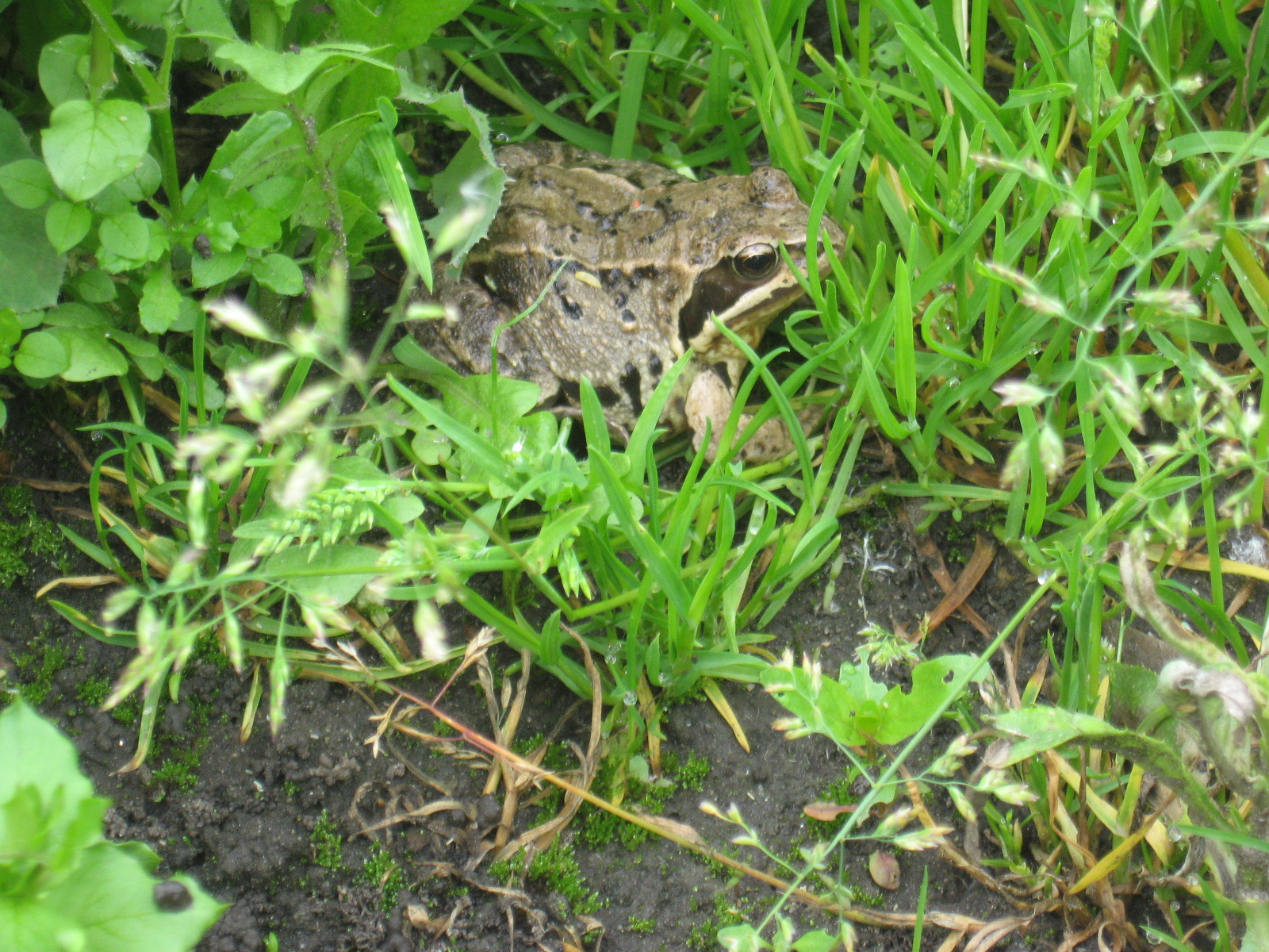 Лягушка, коия позируит Издевателю
