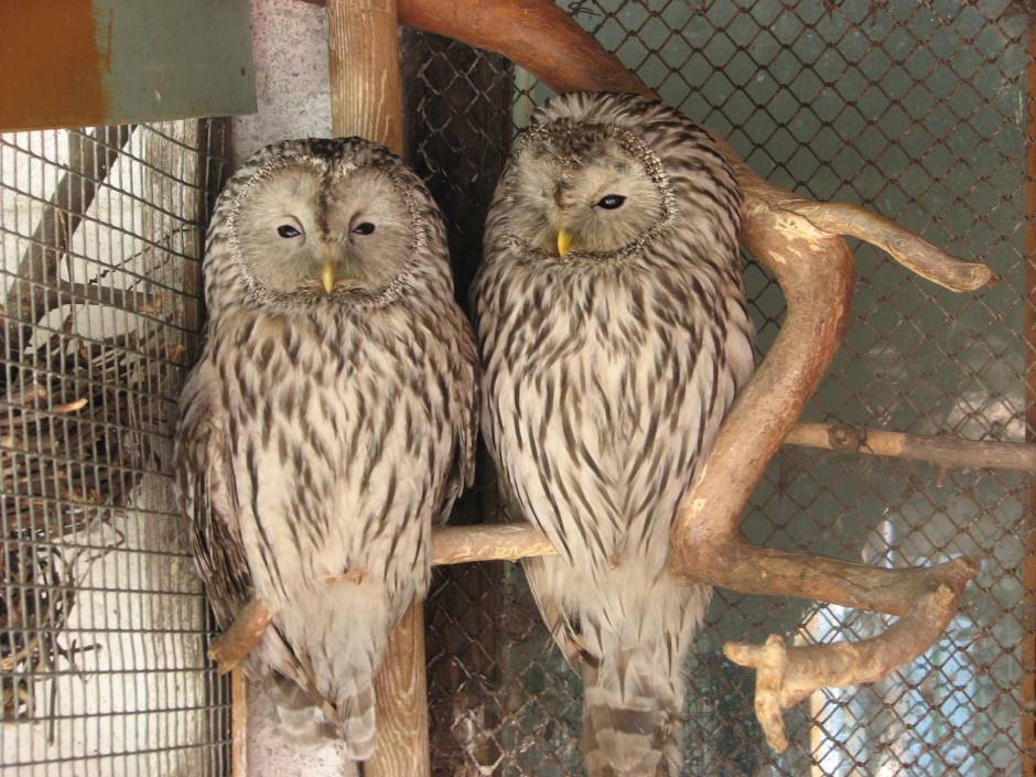 Зоопарк при дворце творчества