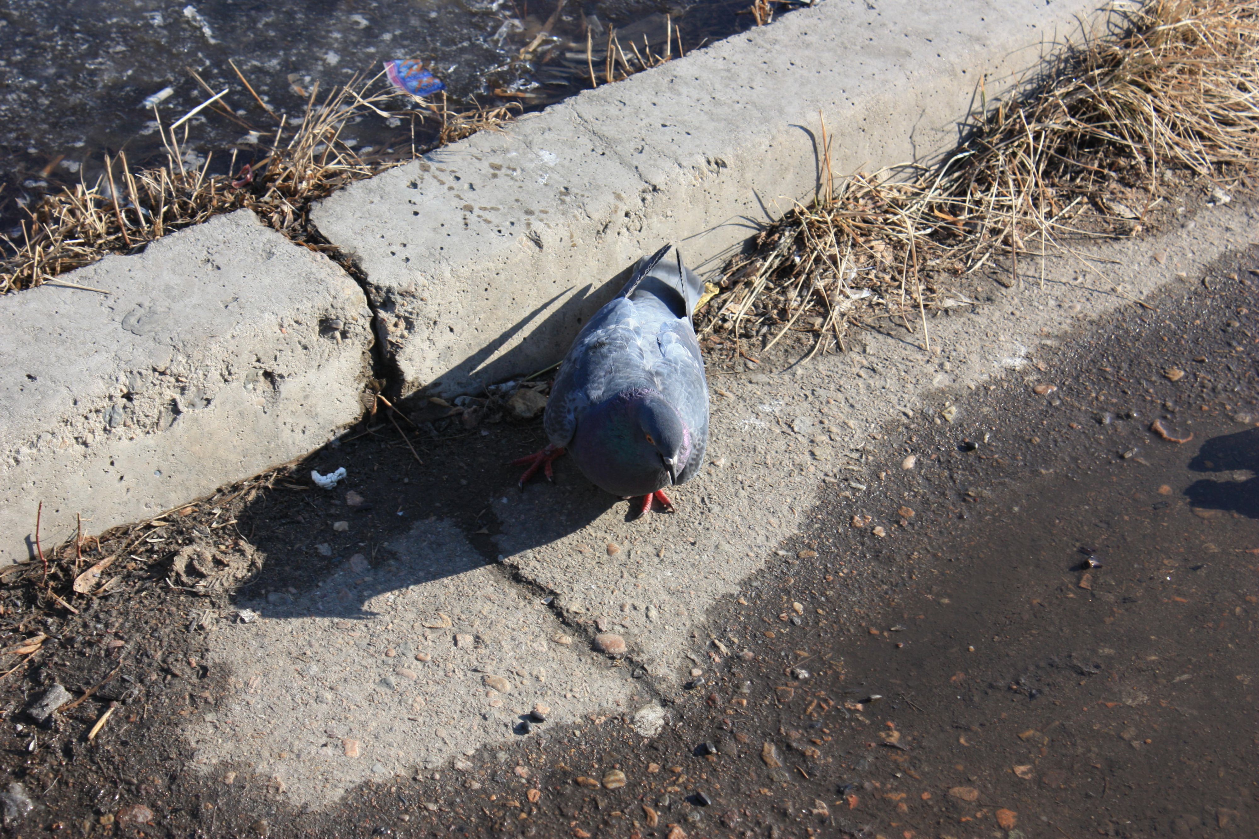 весенняя живность