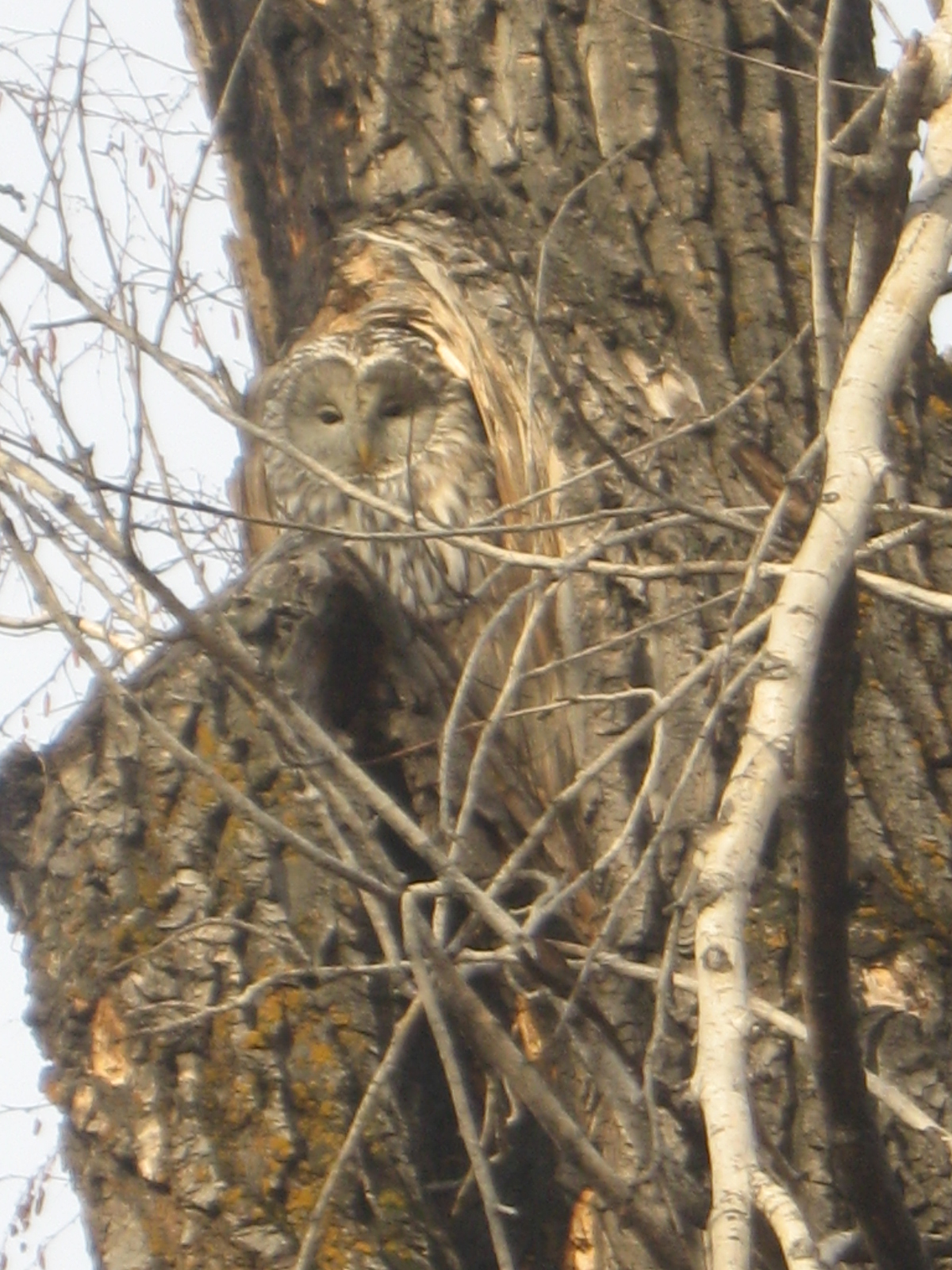 сова в дупле