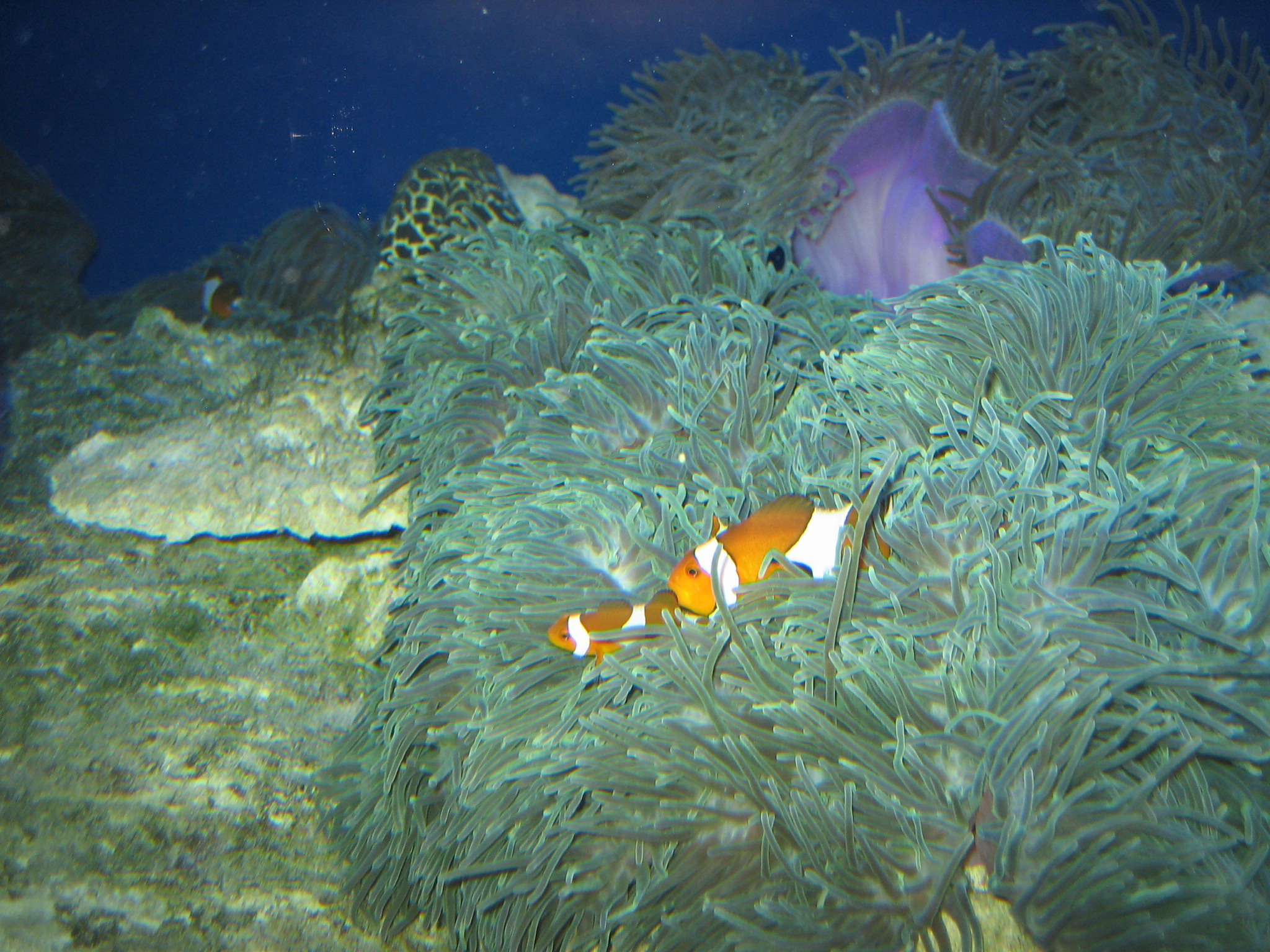 рыба-клоун (амфиприон)