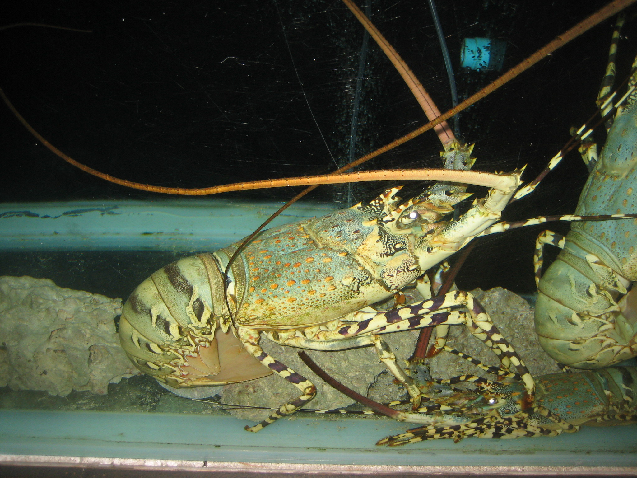 теперь он в моём желудке