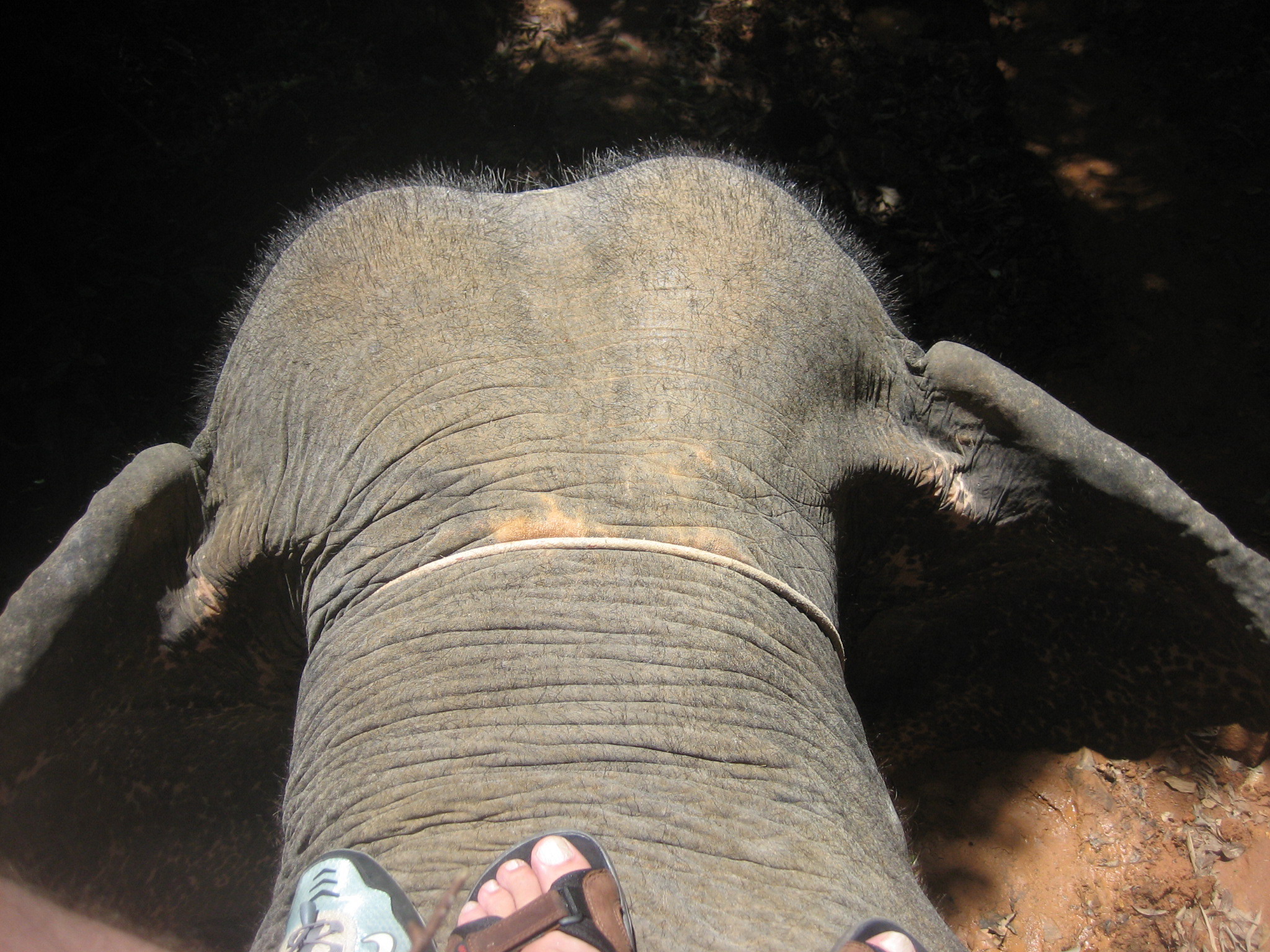 Мудрая, приятная на ощупь, тёплая и шершавая голова.