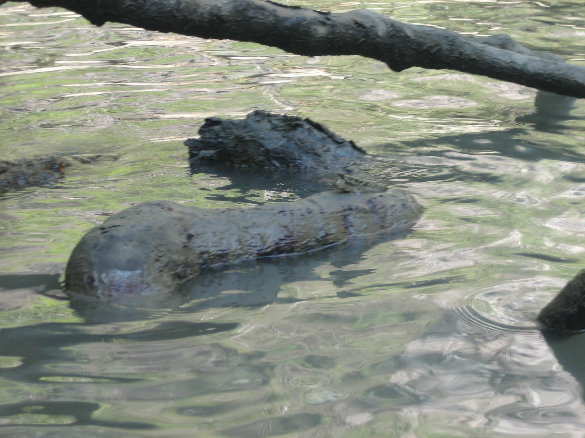 На коряге сидит ходячая рыба. Живая. Она пережила динозавров. Может плавать в воде и ходить по суше.