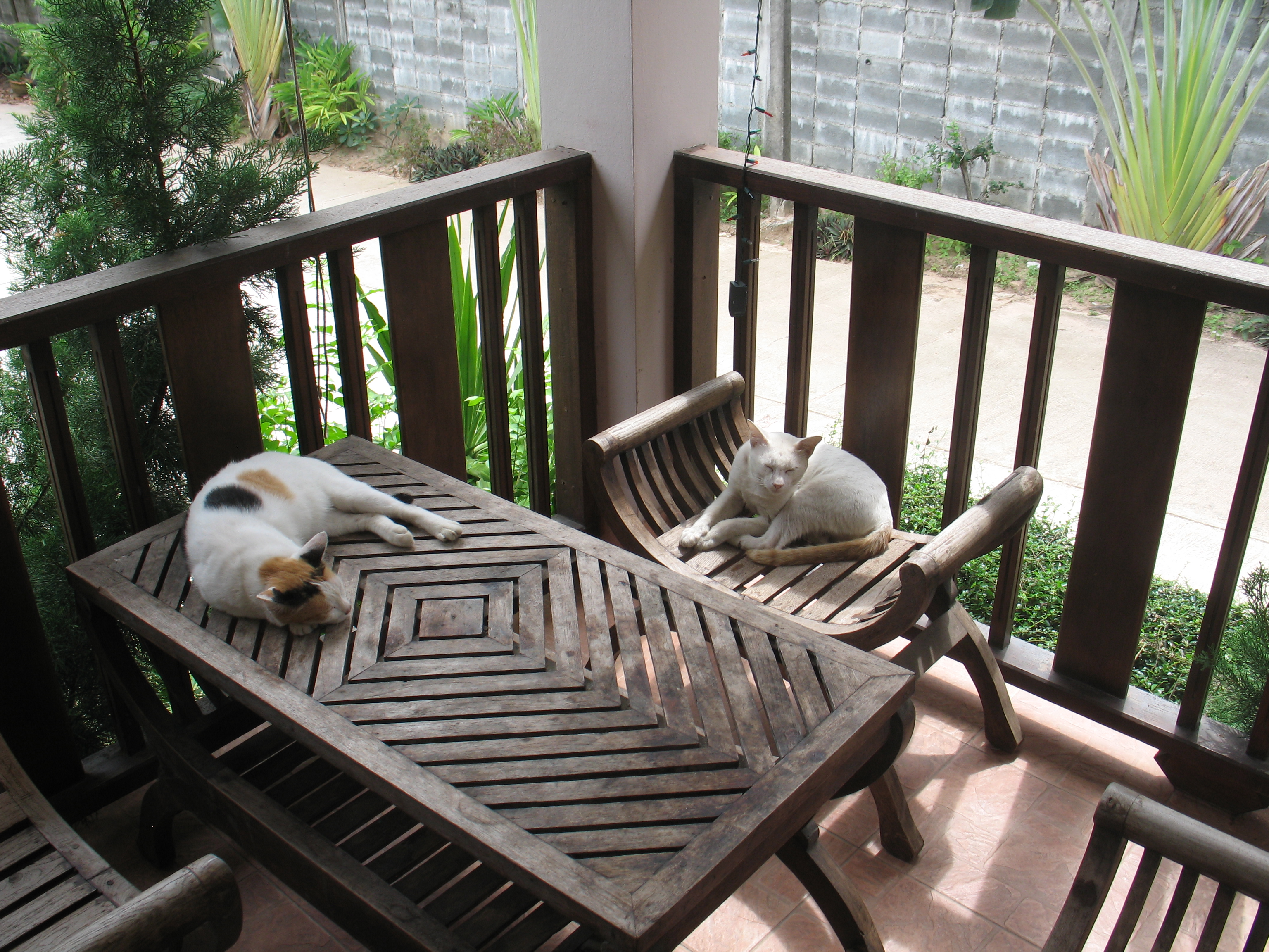 Кошка и кот