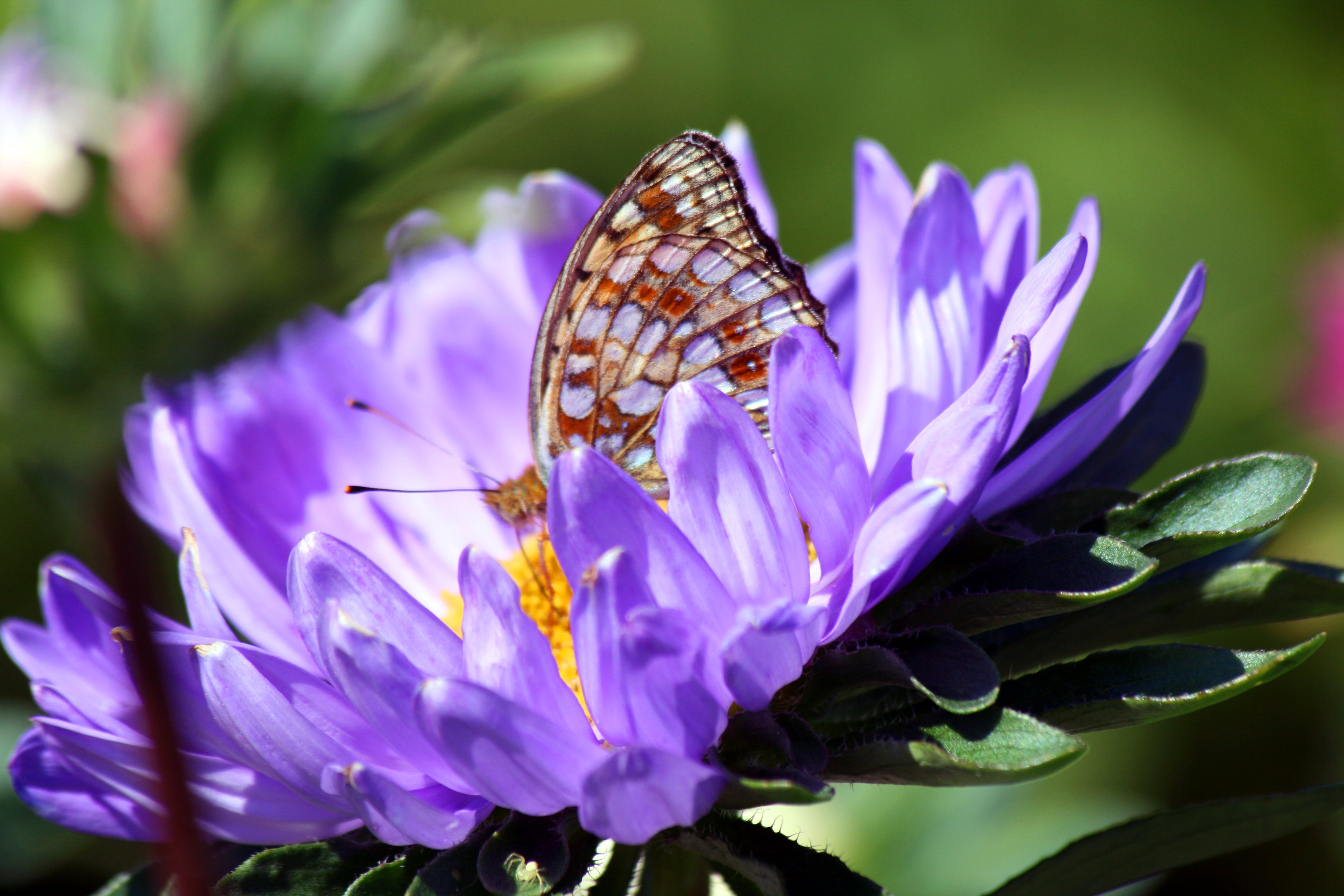 Бабочка на цветке 1