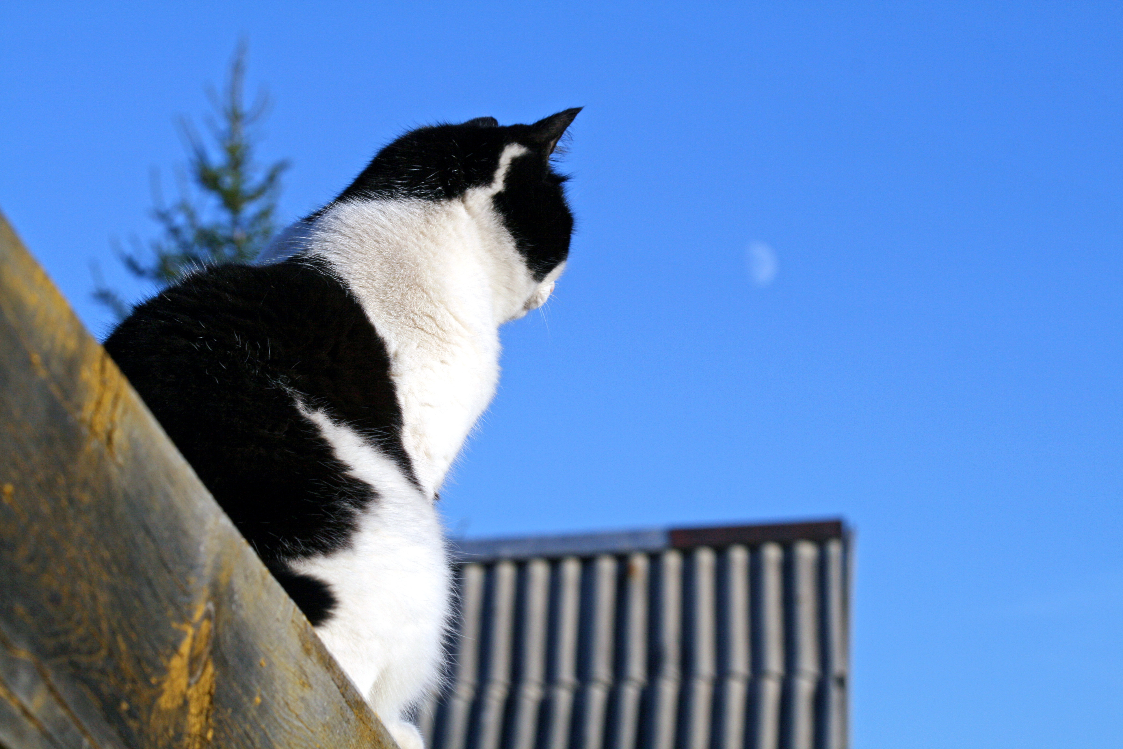 Кошка Селёдка и Луна