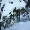 IMG 5784
