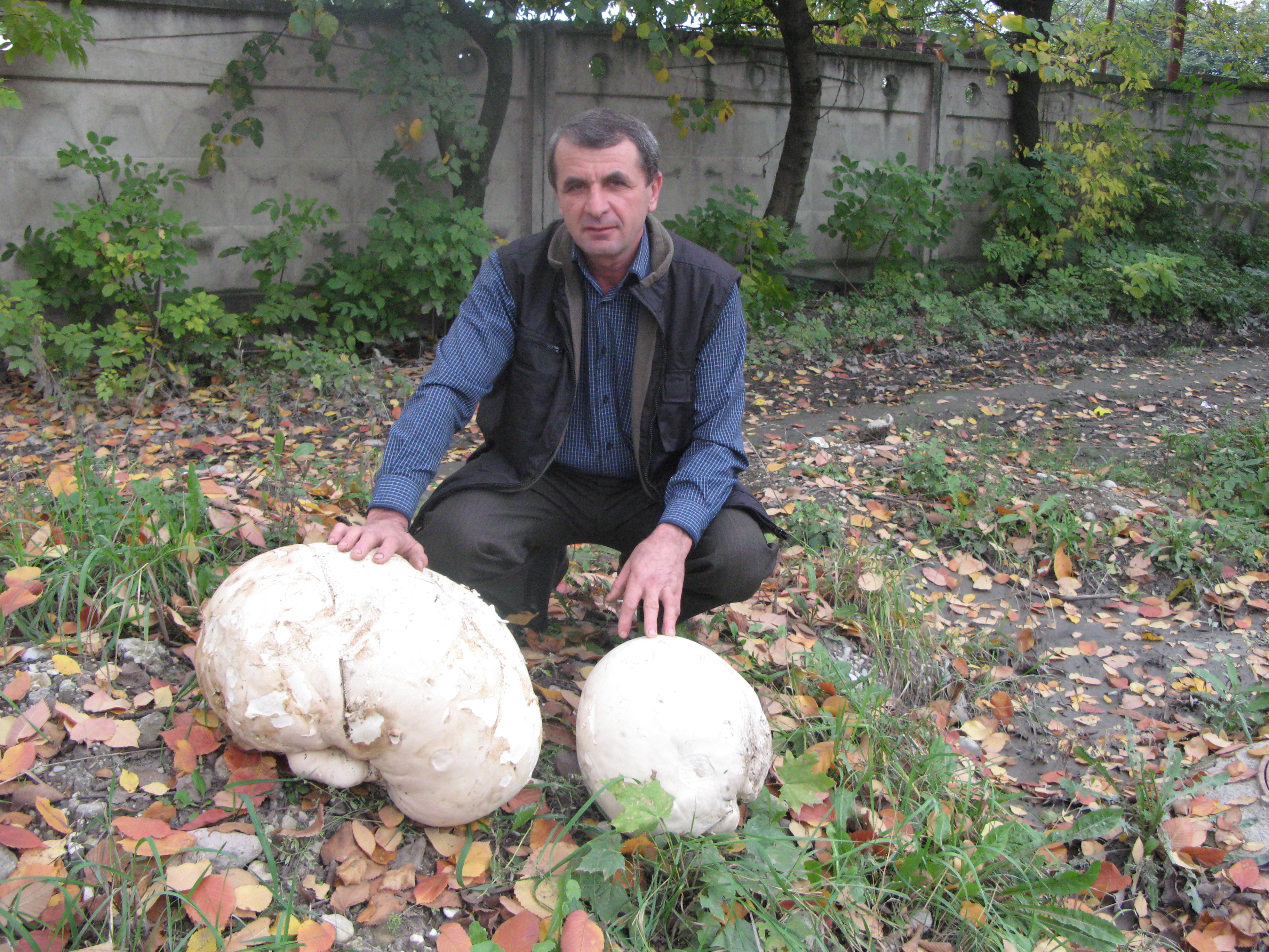 гигантский гриб