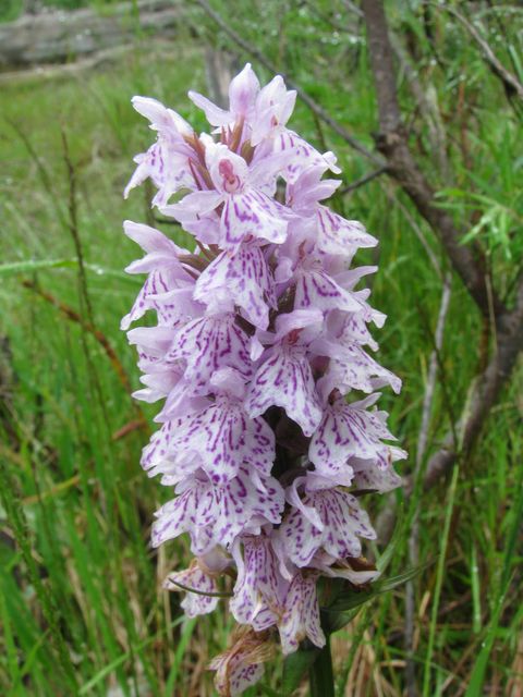 Что за цветок?