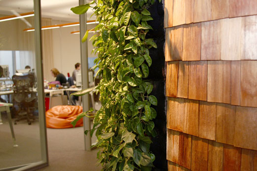 Зелень в офисе