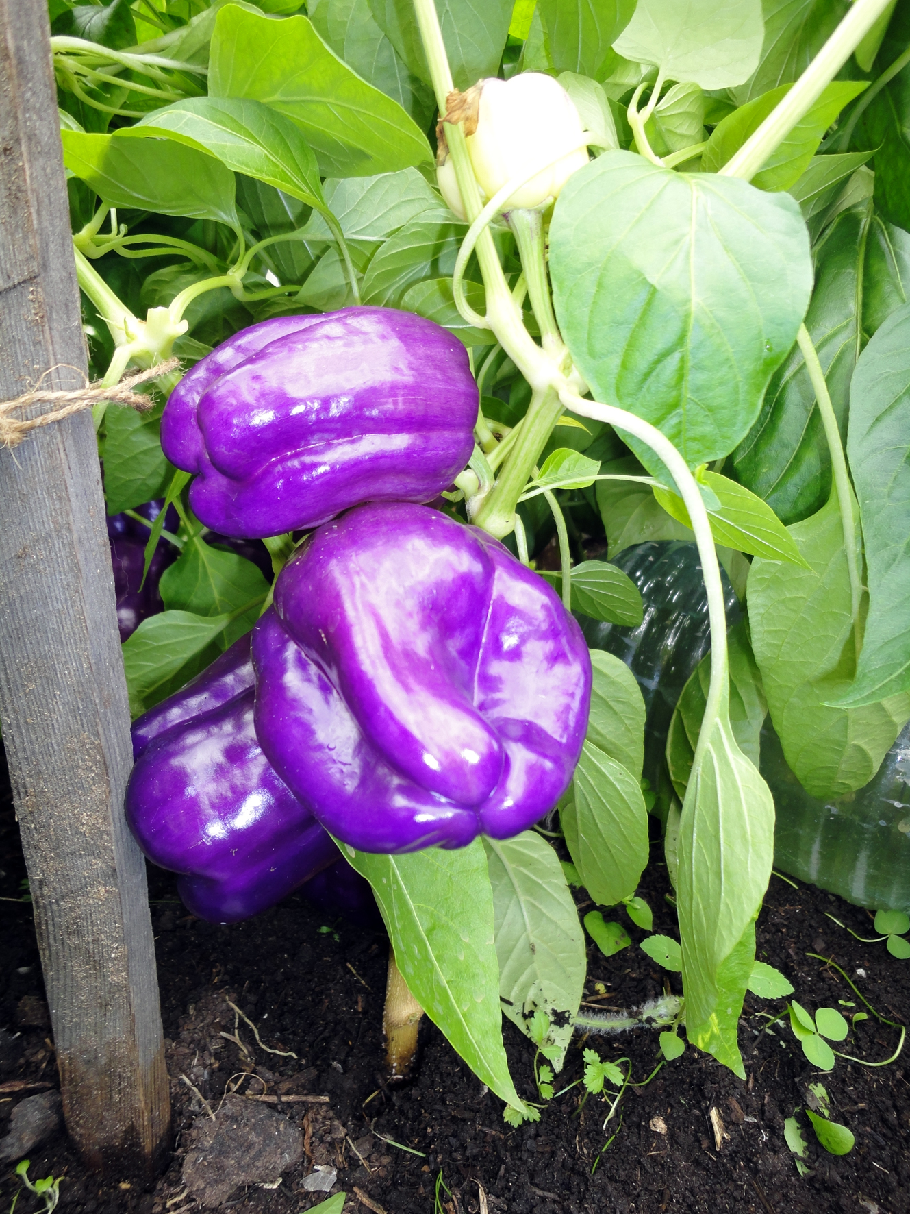 I takie percy byvayut