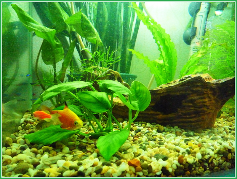 огненный барбус.