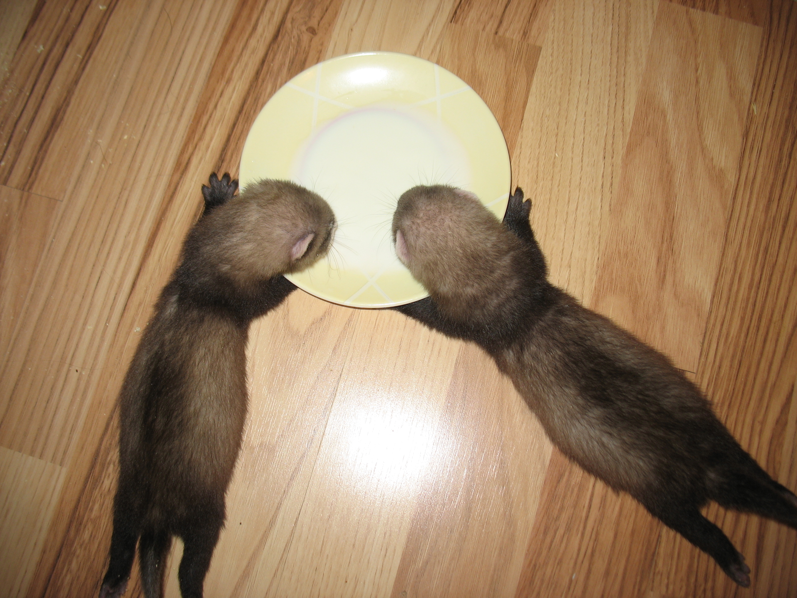 первые хлебки