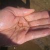 Izobrazhenie 034